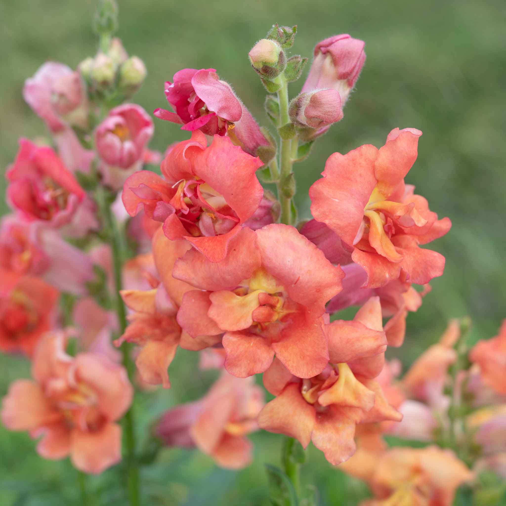 Snapdragon Seeds - Madame Butterfly Bronze