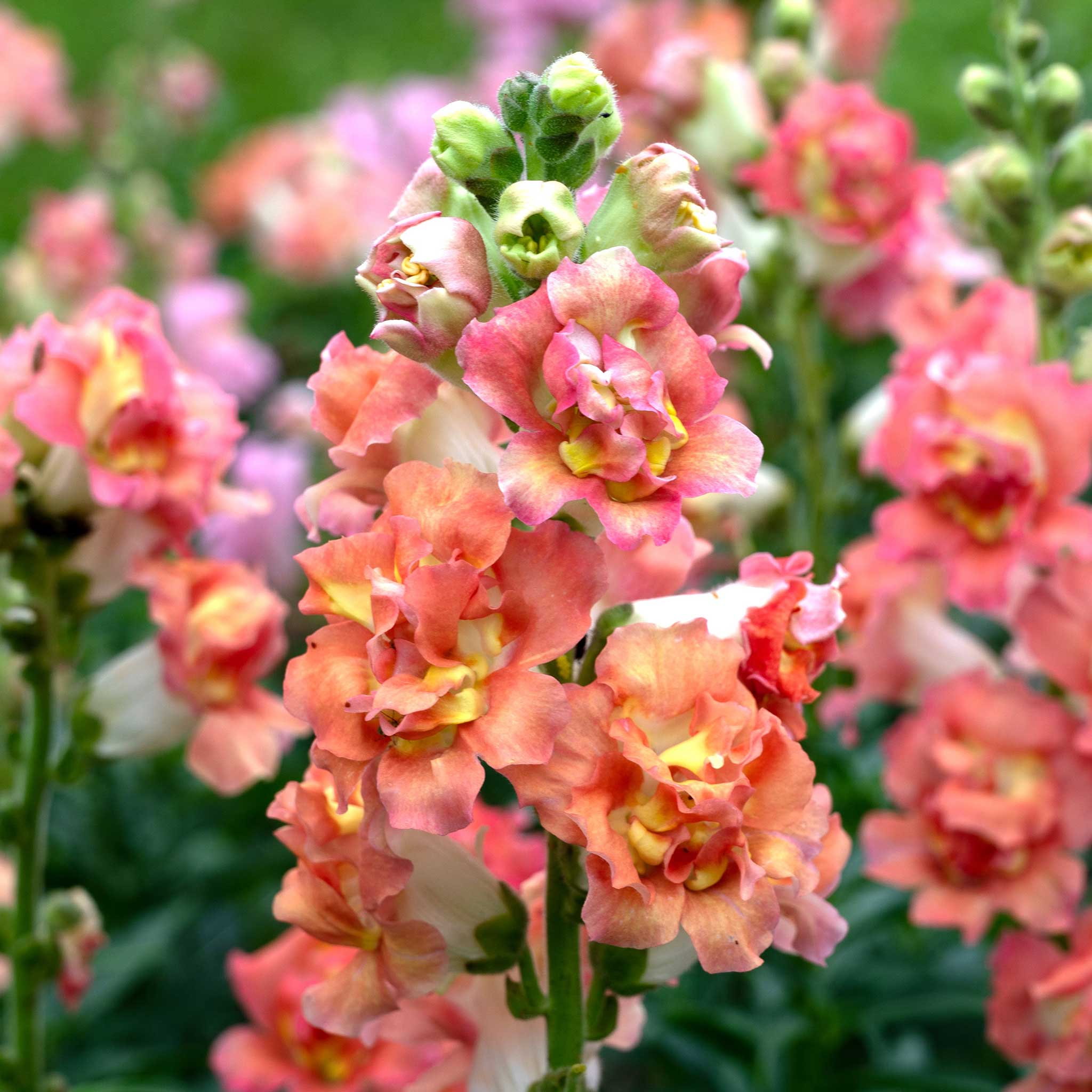 Snapdragon Seeds - Madame Butterfly Bronze White