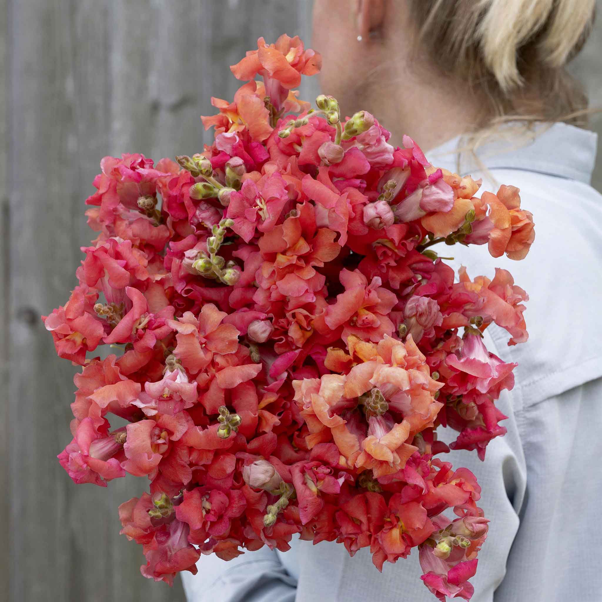 Snapdragon Seeds - Madame Butterfly Bronze Cherry