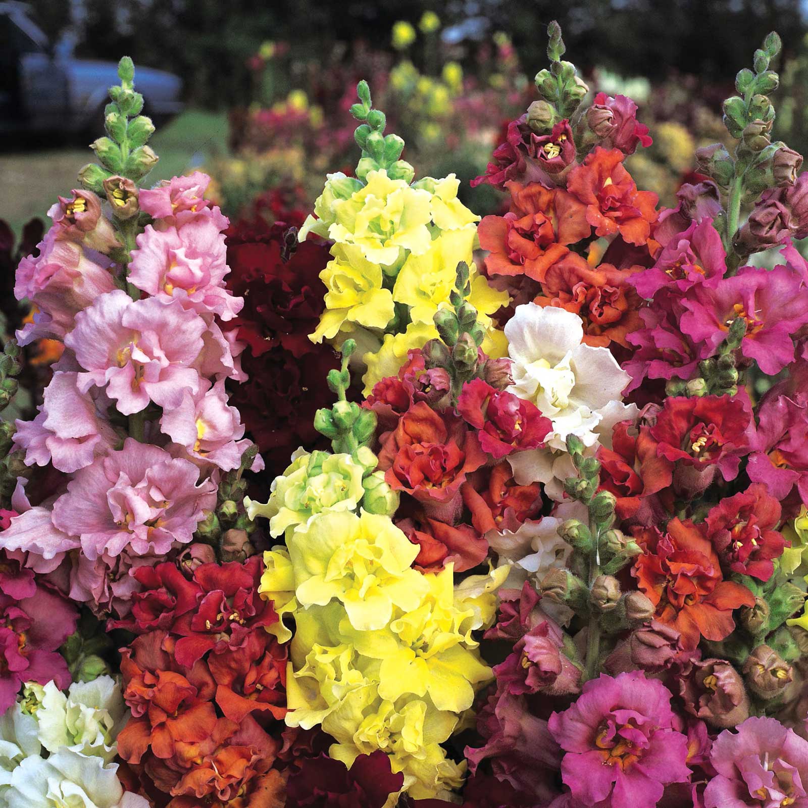 Snapdragon Seeds - Madame Butterfly Mix