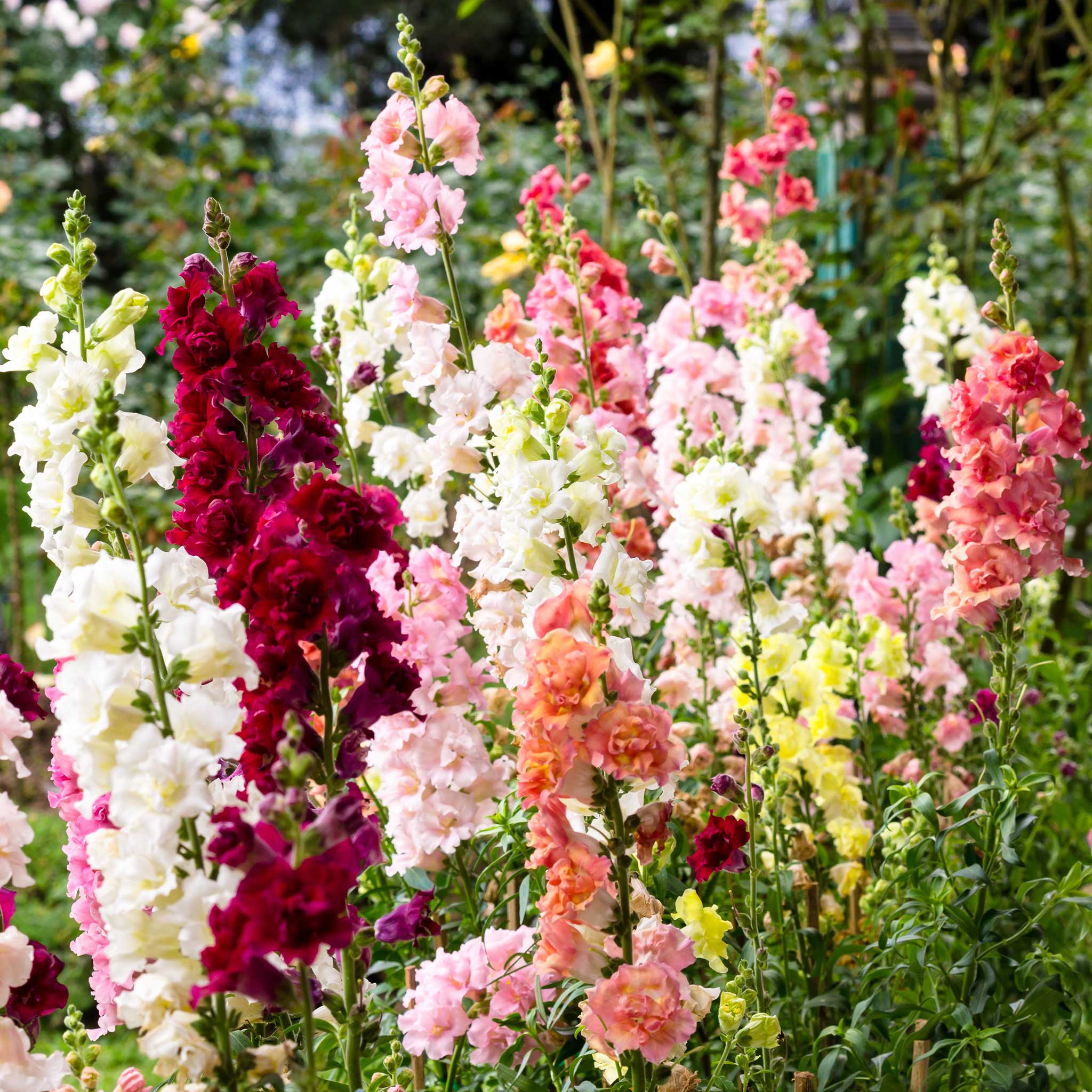 Snapdragon Seeds - Madame Butterfly Mix