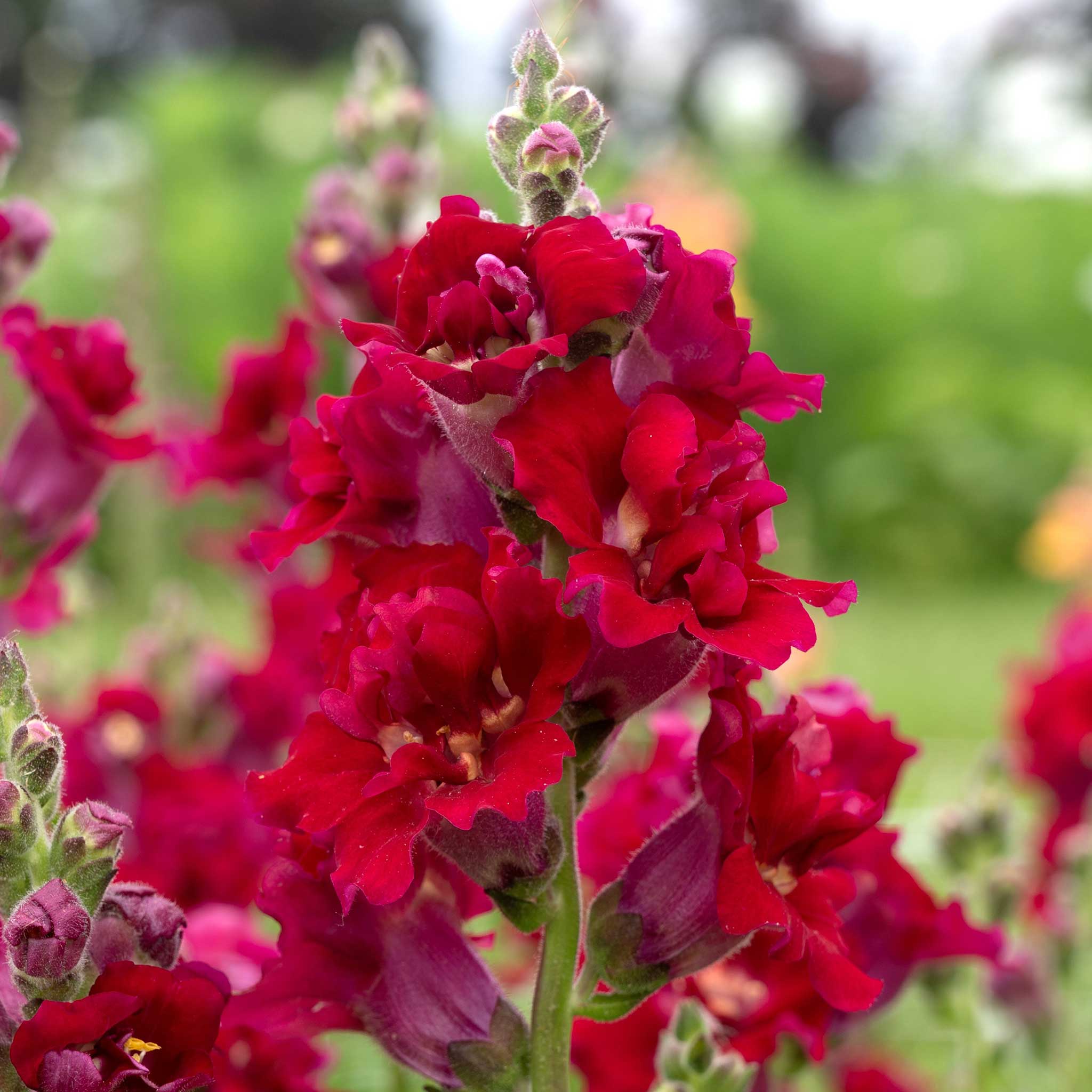 Snapdragon Seeds - Madame Butterfly Red