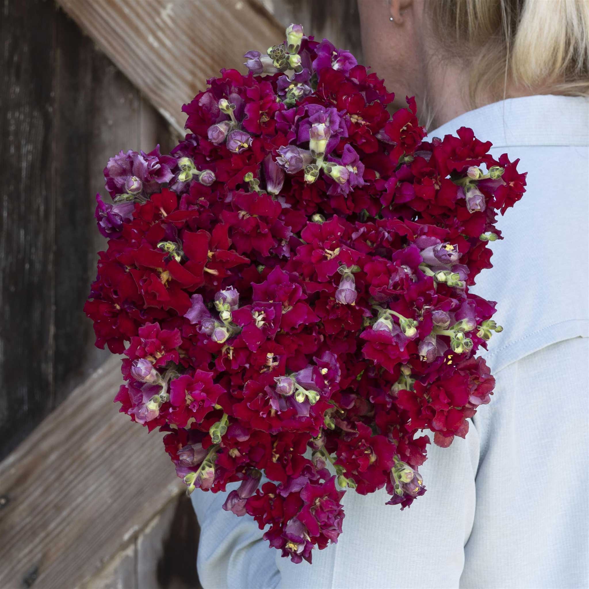 Snapdragon Seeds - Madame Butterfly Red