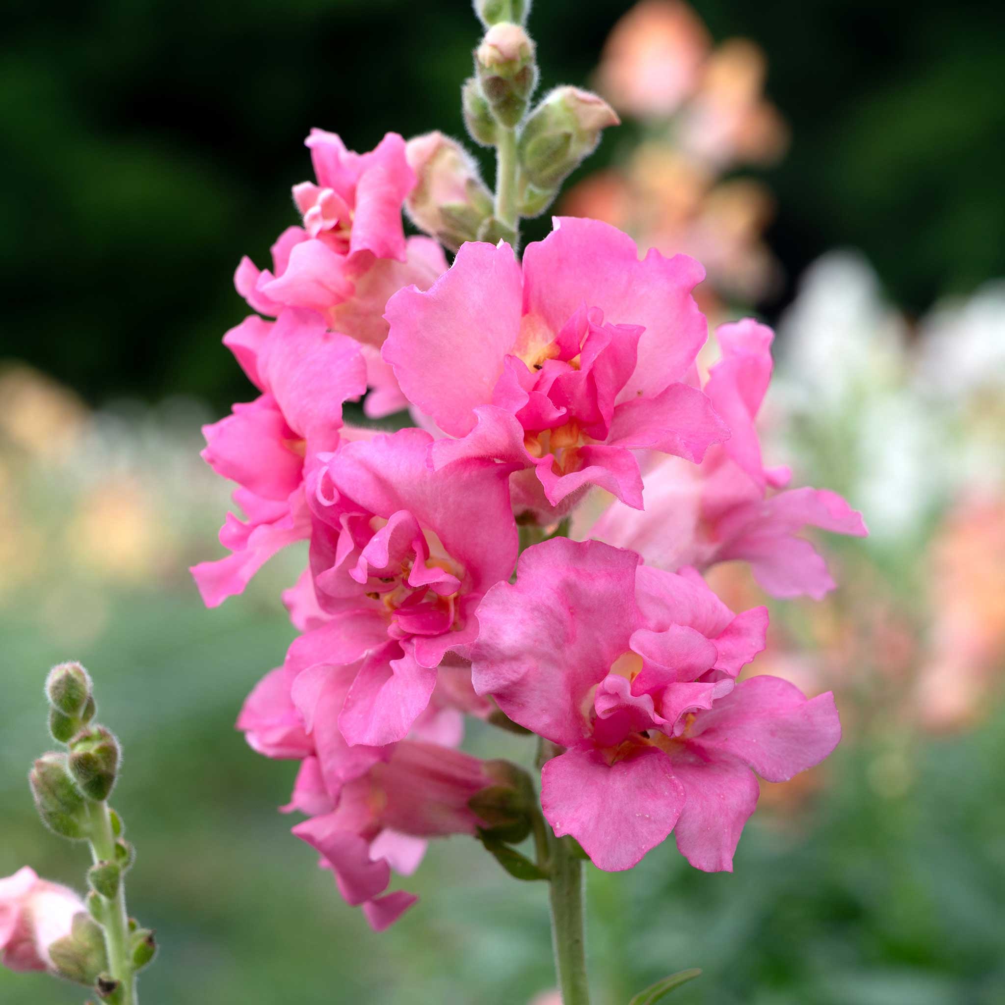 Snapdragon Seeds - Madame Butterfly Rose