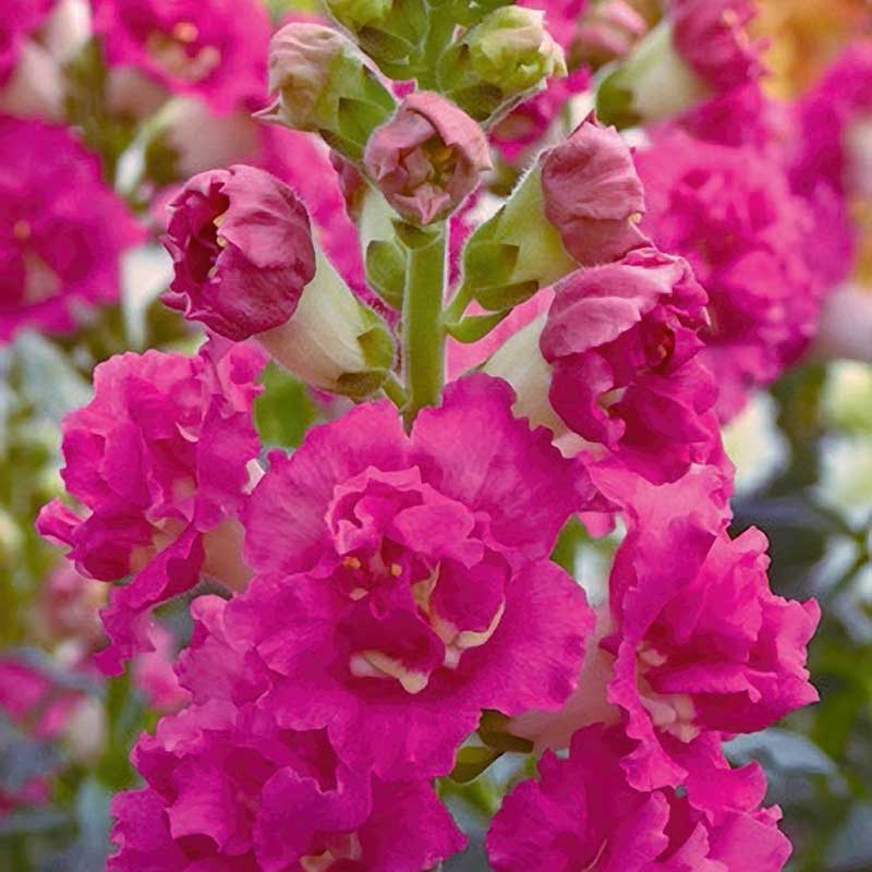 Snapdragon Seeds - Madame Butterfly Rose