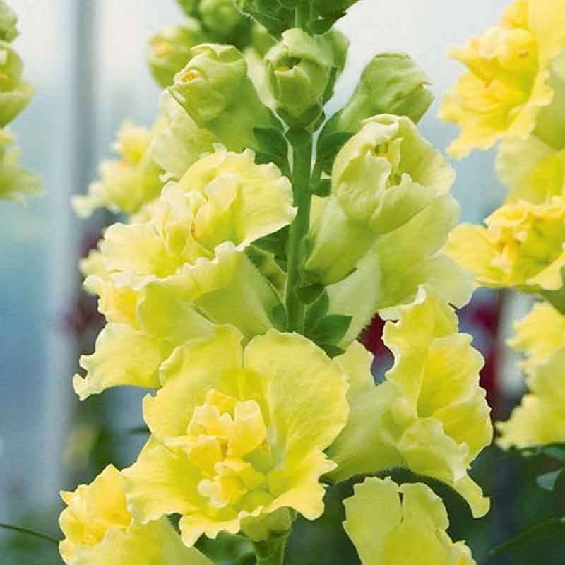 Snapdragon Seeds - Madame Butterfly Yellow