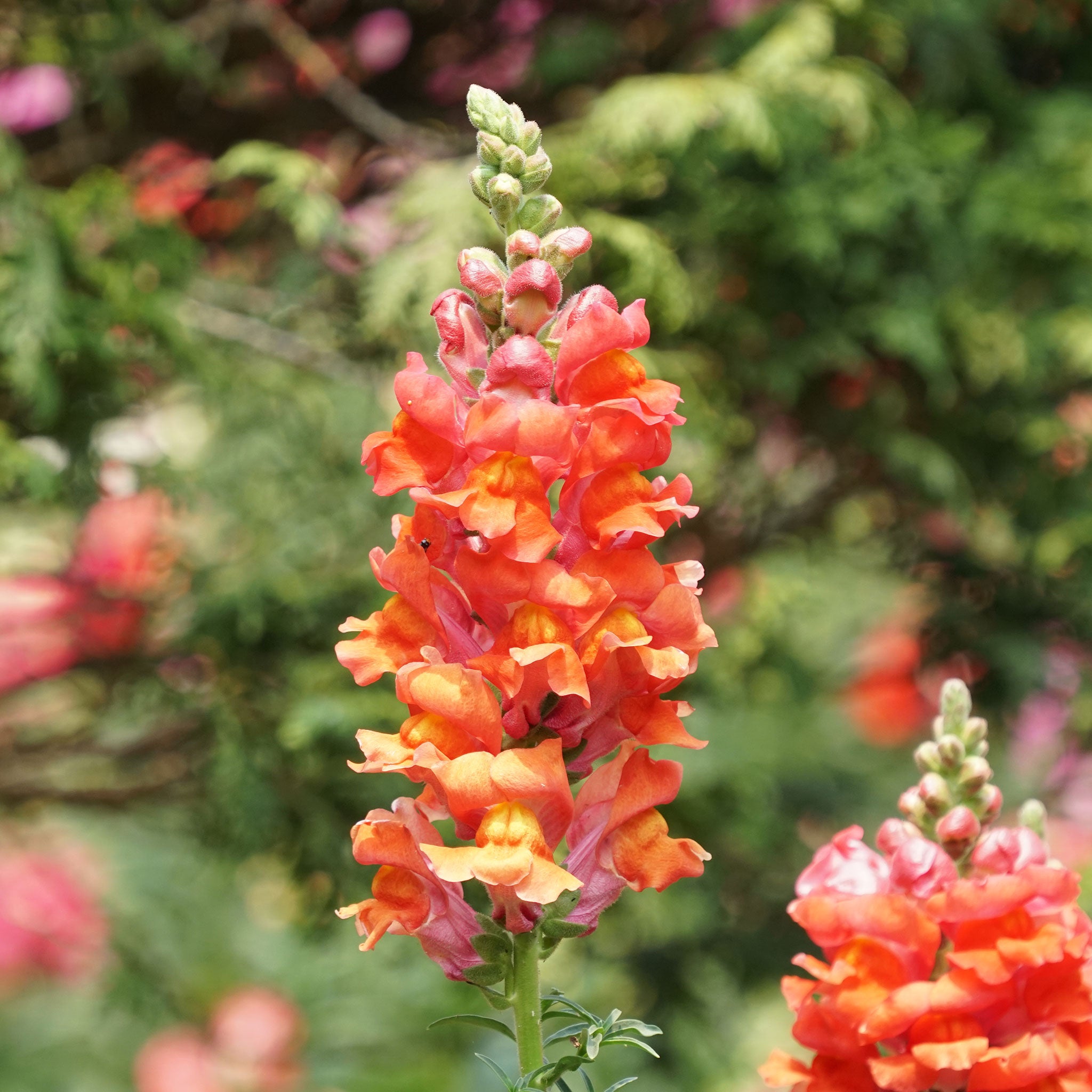 Snapdragon Seeds - Orange Wonder