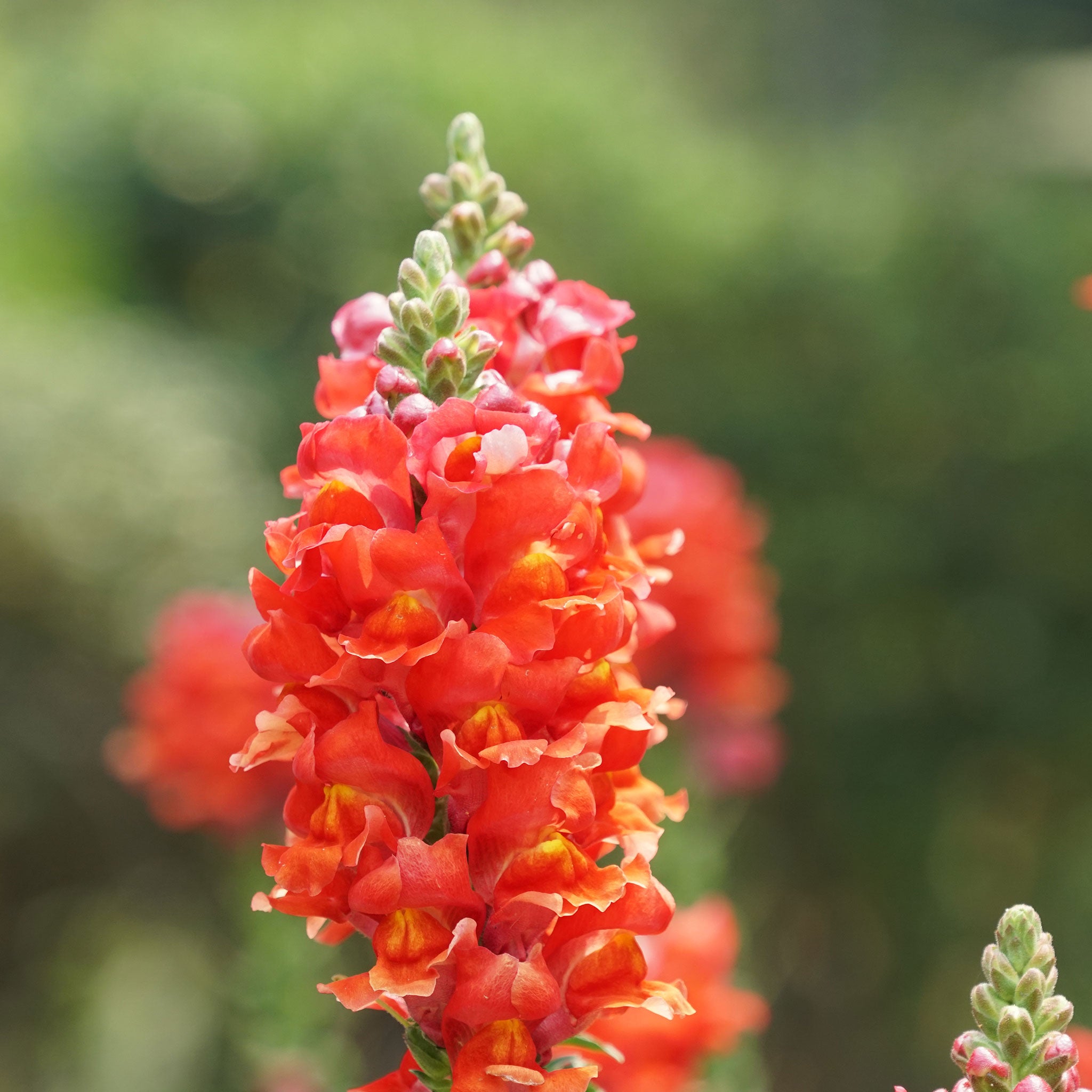 Snapdragon Seeds - Orange Wonder
