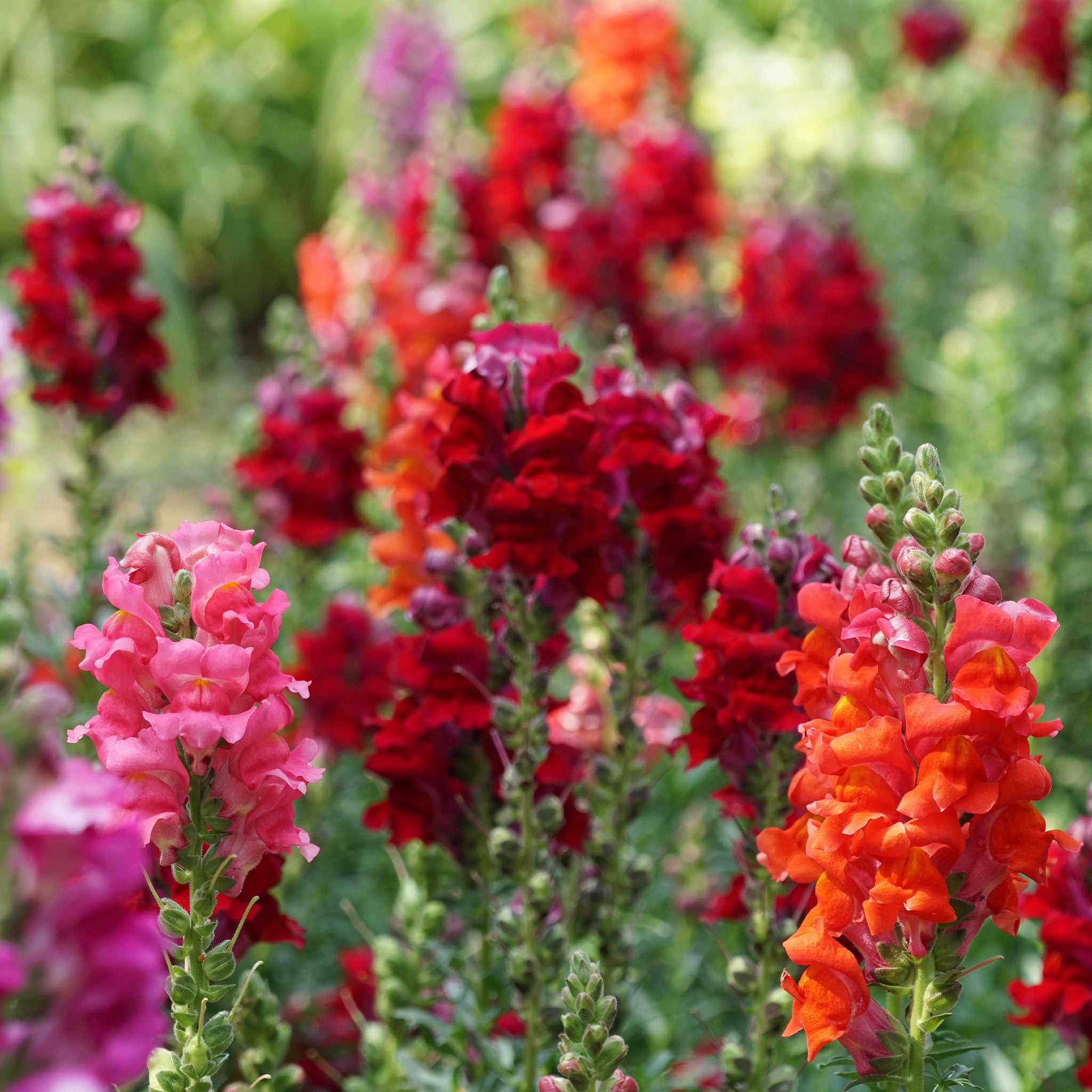 Snapdragon Seeds - Passion Mix