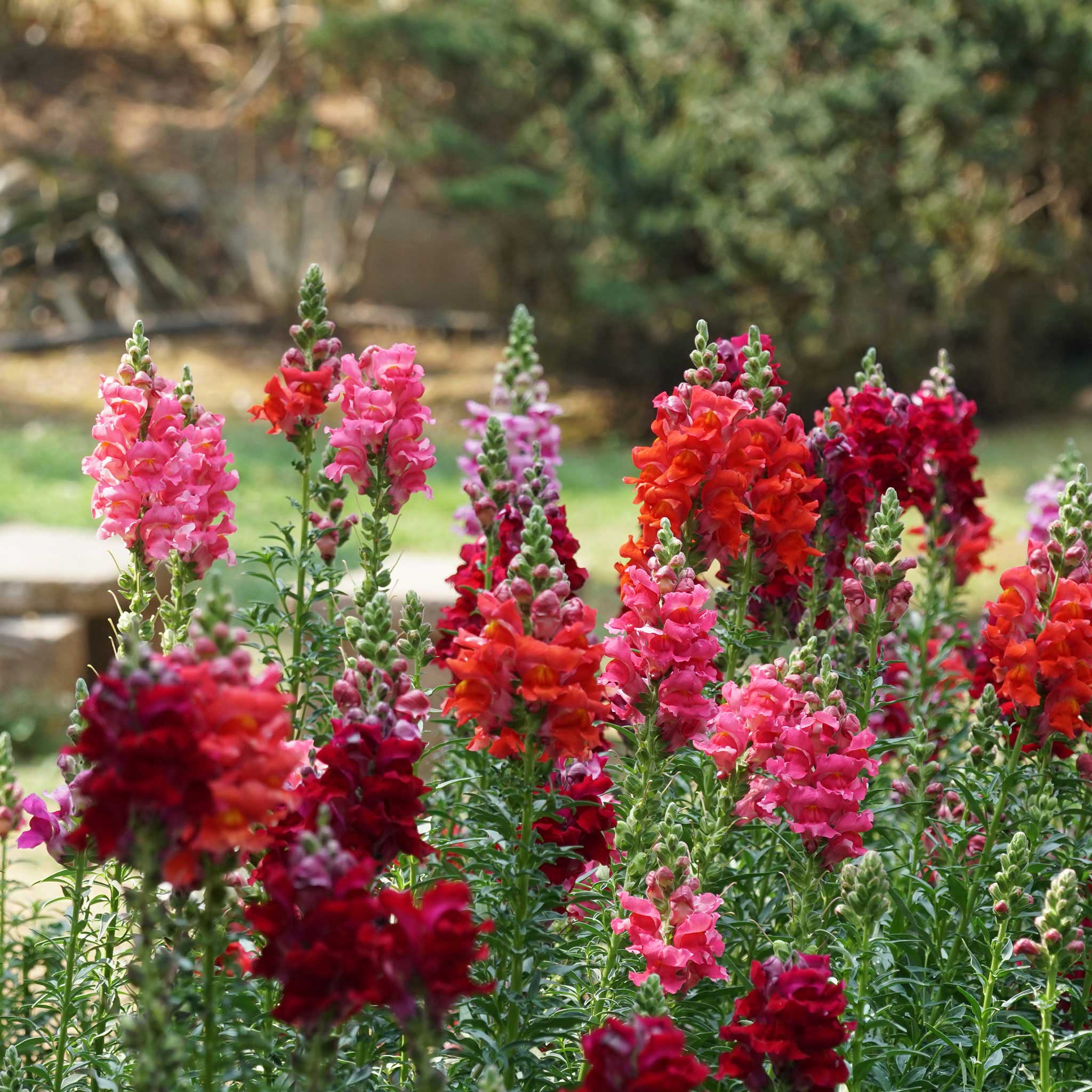 Snapdragon Seeds - Passion Mix