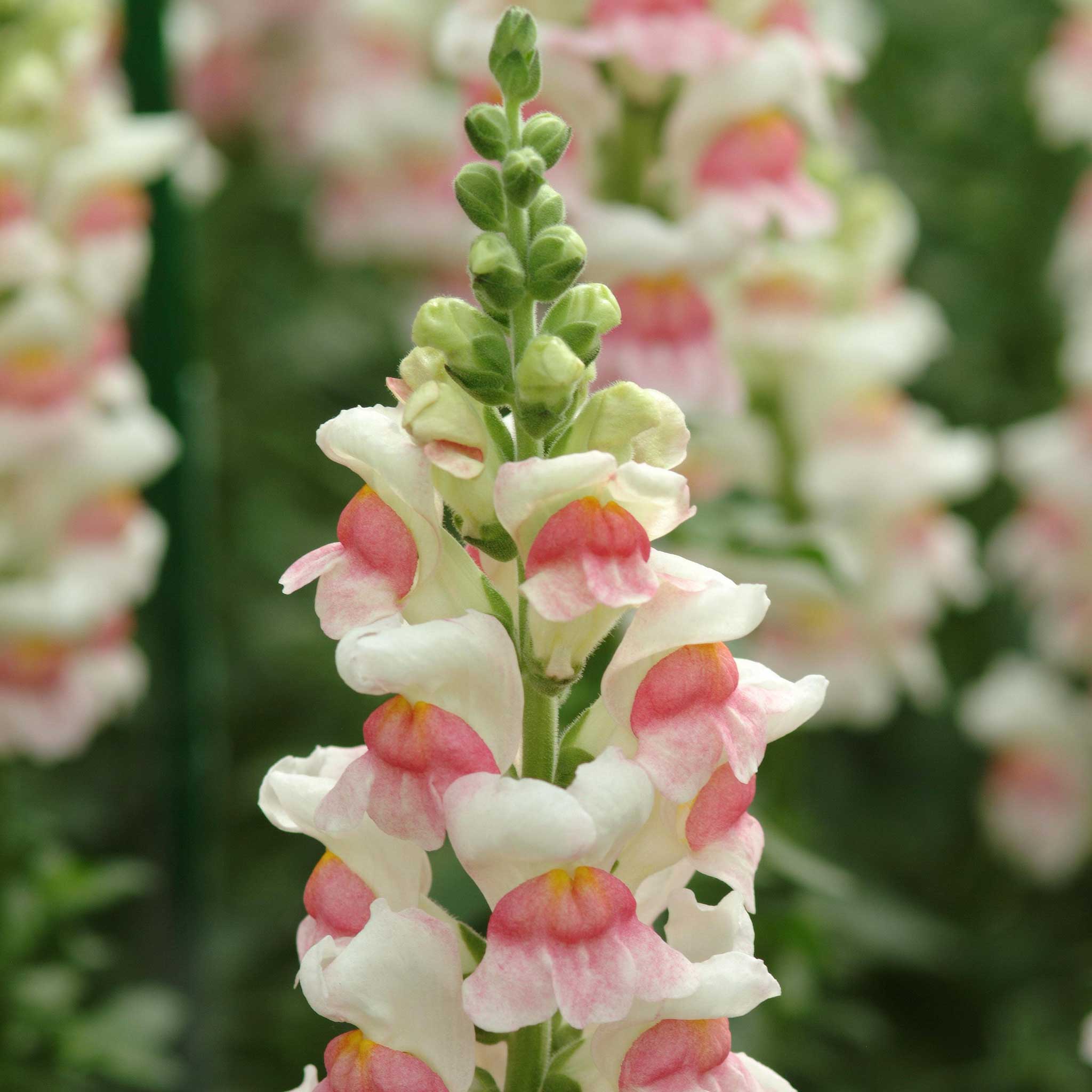 Snapdragon Seeds - Potomac Appleblossom