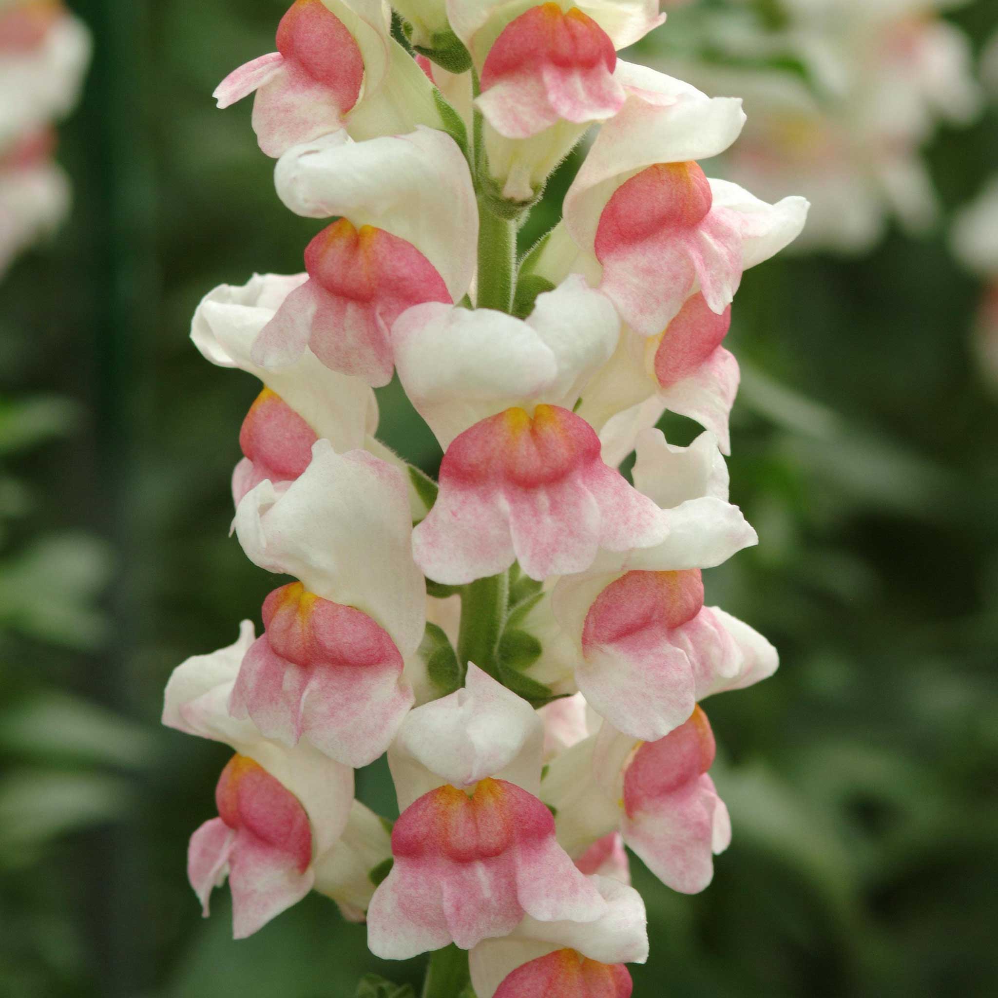 Snapdragon Seeds - Potomac Appleblossom