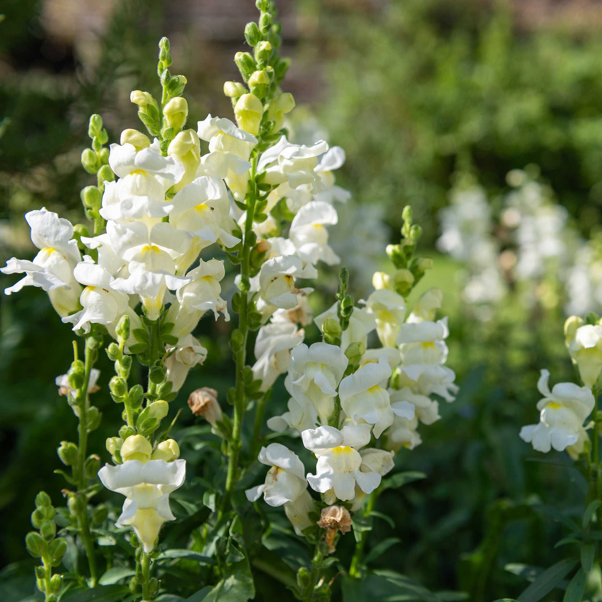 Snapdragon Seeds - Snowflake