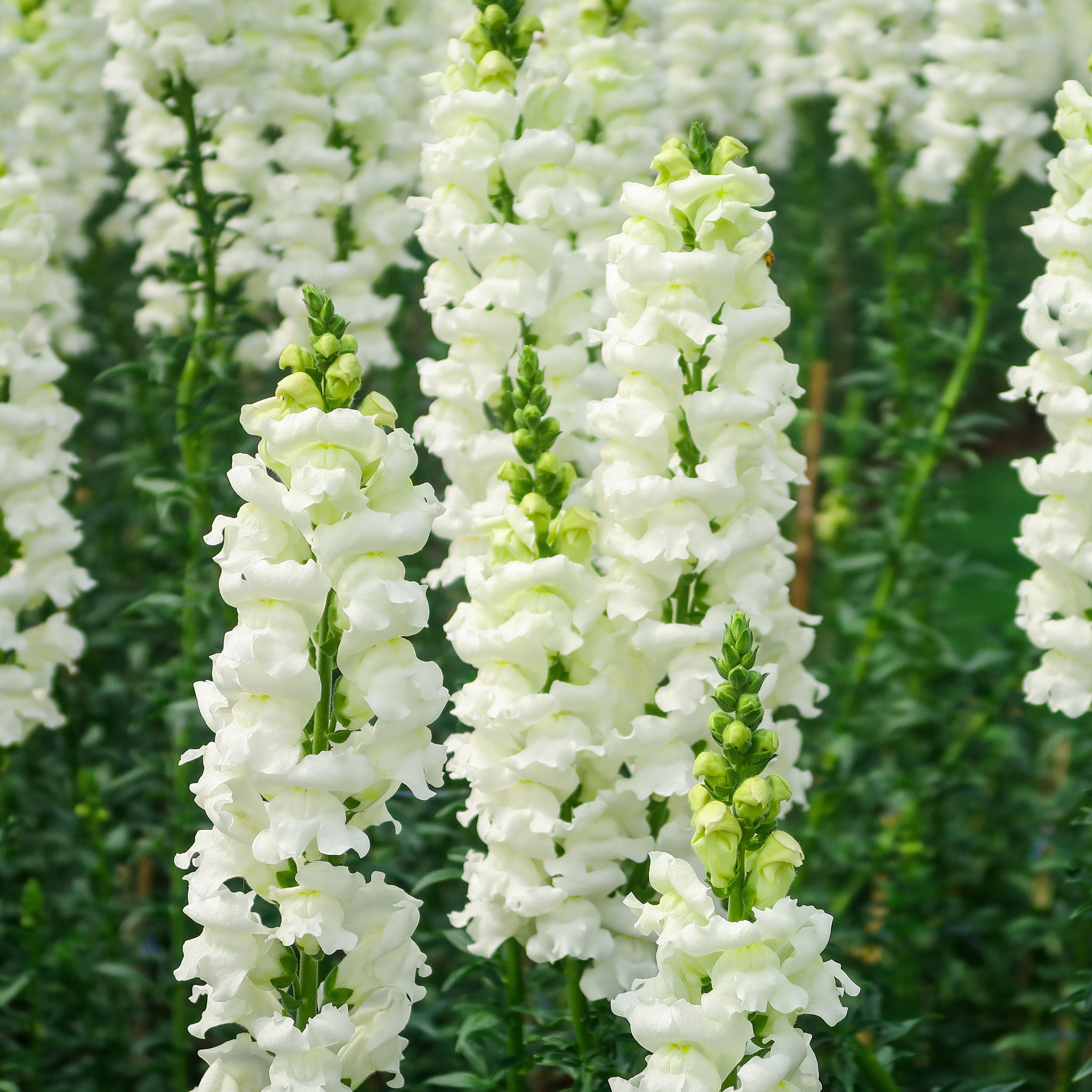 Snapdragon Seeds - Snowflake