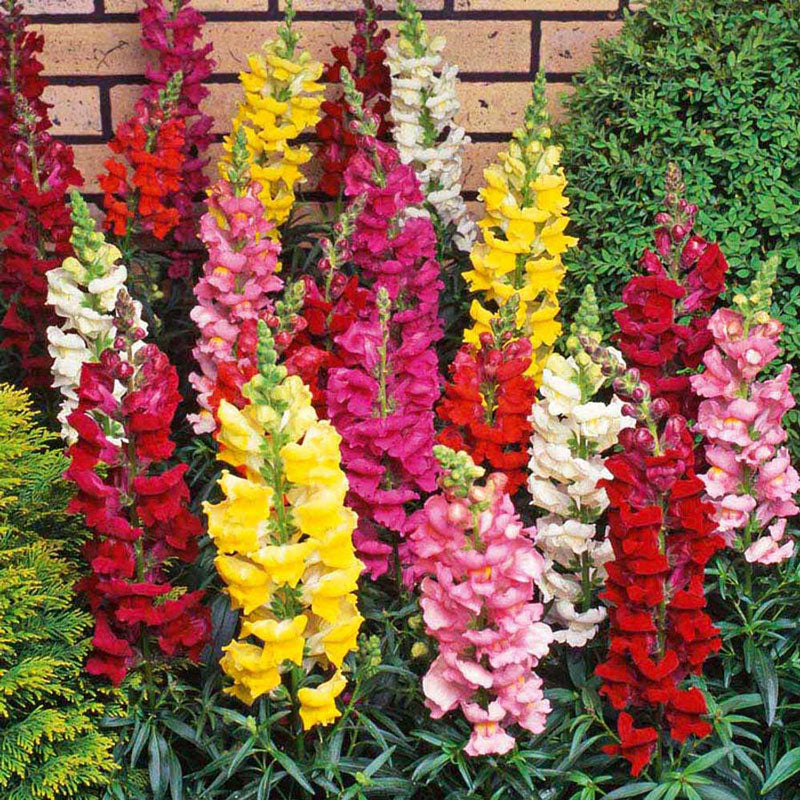 Snapdragon Seeds - Tetra Mix