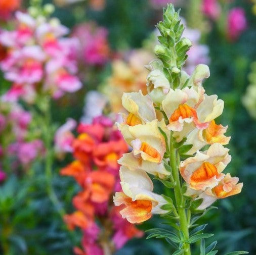 Snapdragon Seeds - Tetra Mix