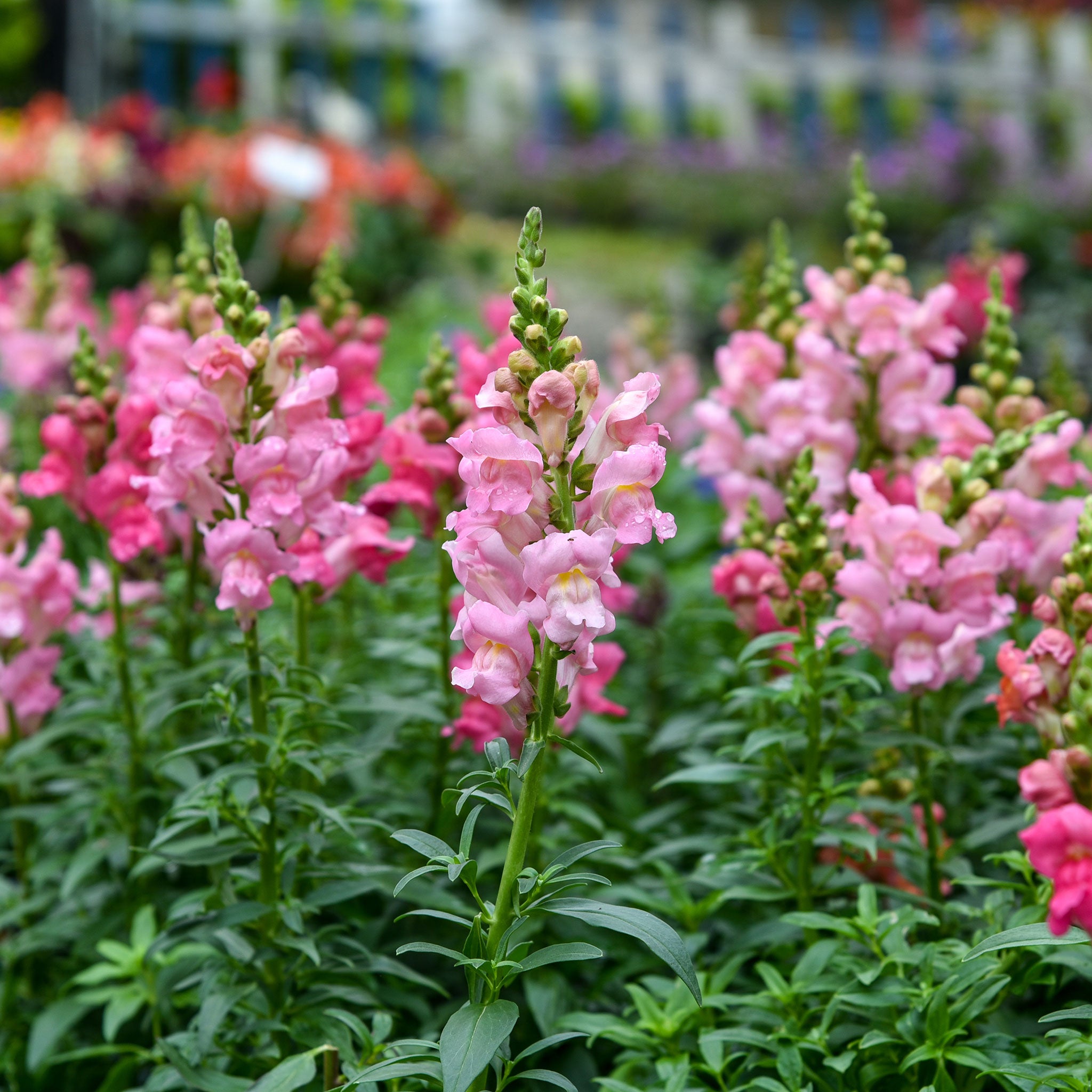 Snapdragon Seeds - The Rose