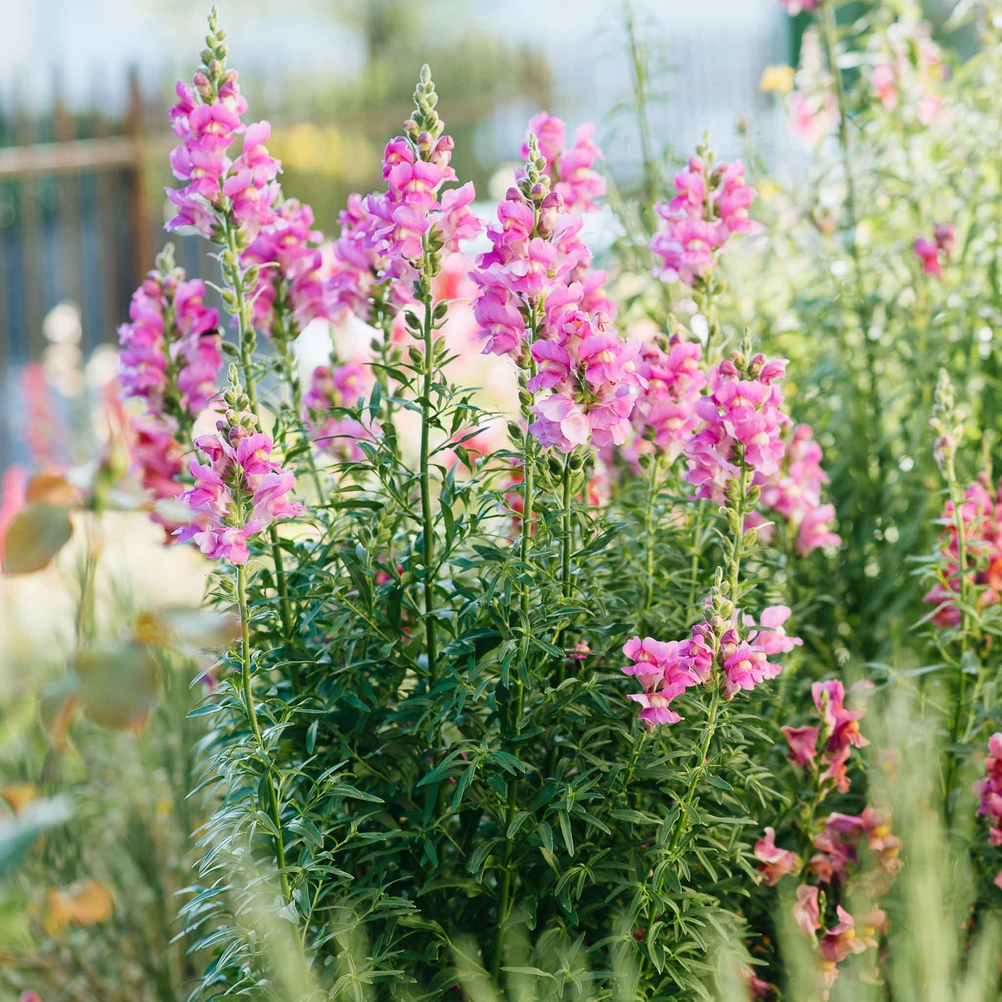 Snapdragon Seeds - The Rose