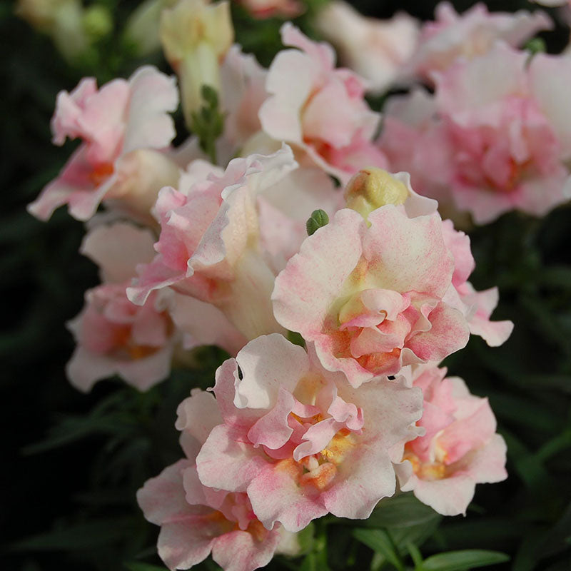Snapdragon Seeds - Twinny Appleblossom