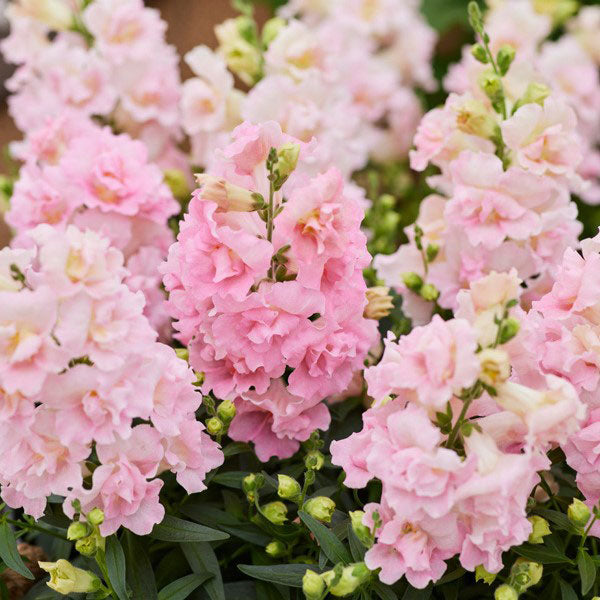Snapdragon Seeds - Twinny Appleblossom