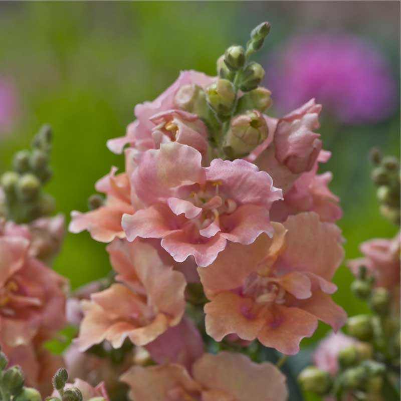 Snapdragon Seeds - Twinny Peach F1