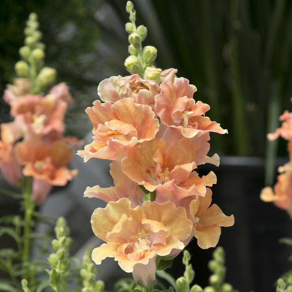 Snapdragon Seeds - Twinny Peach F1