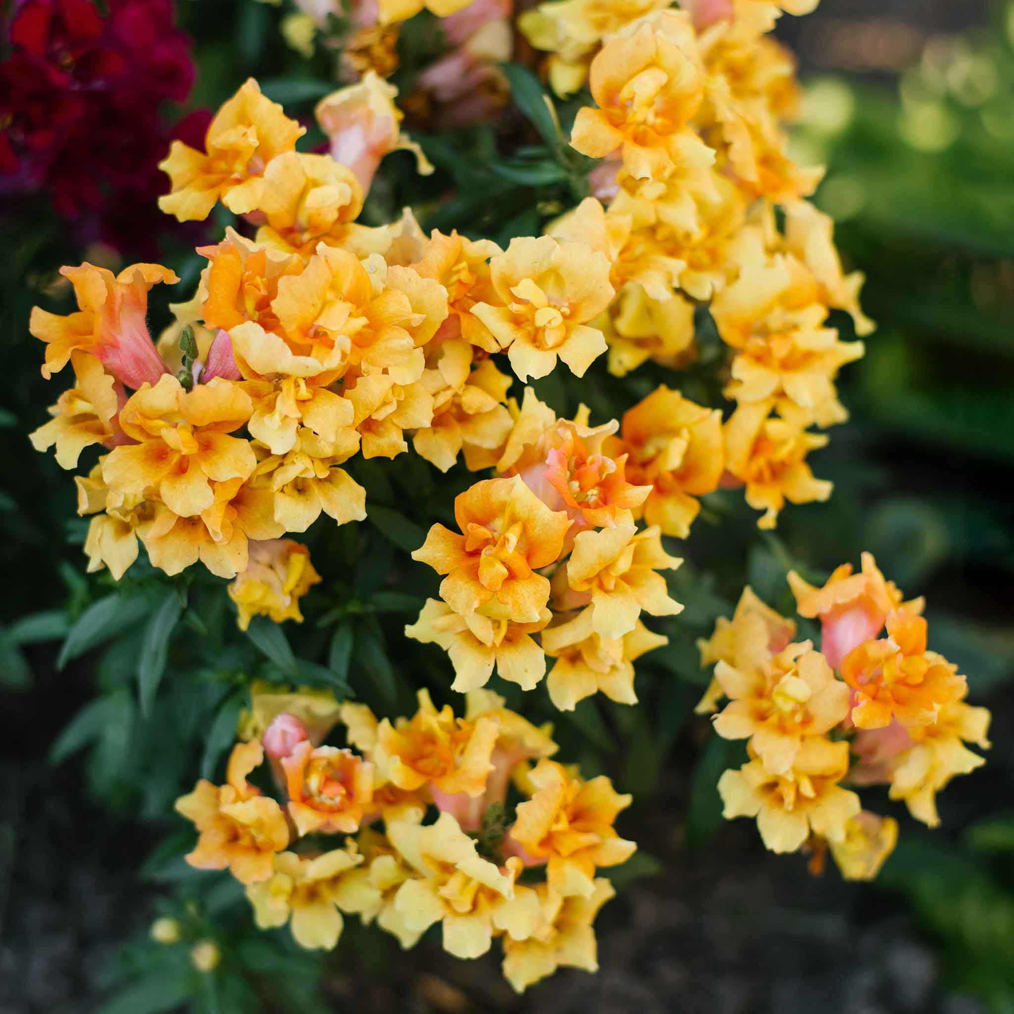 Snapdragon Seeds - Twinny Yellow Shades