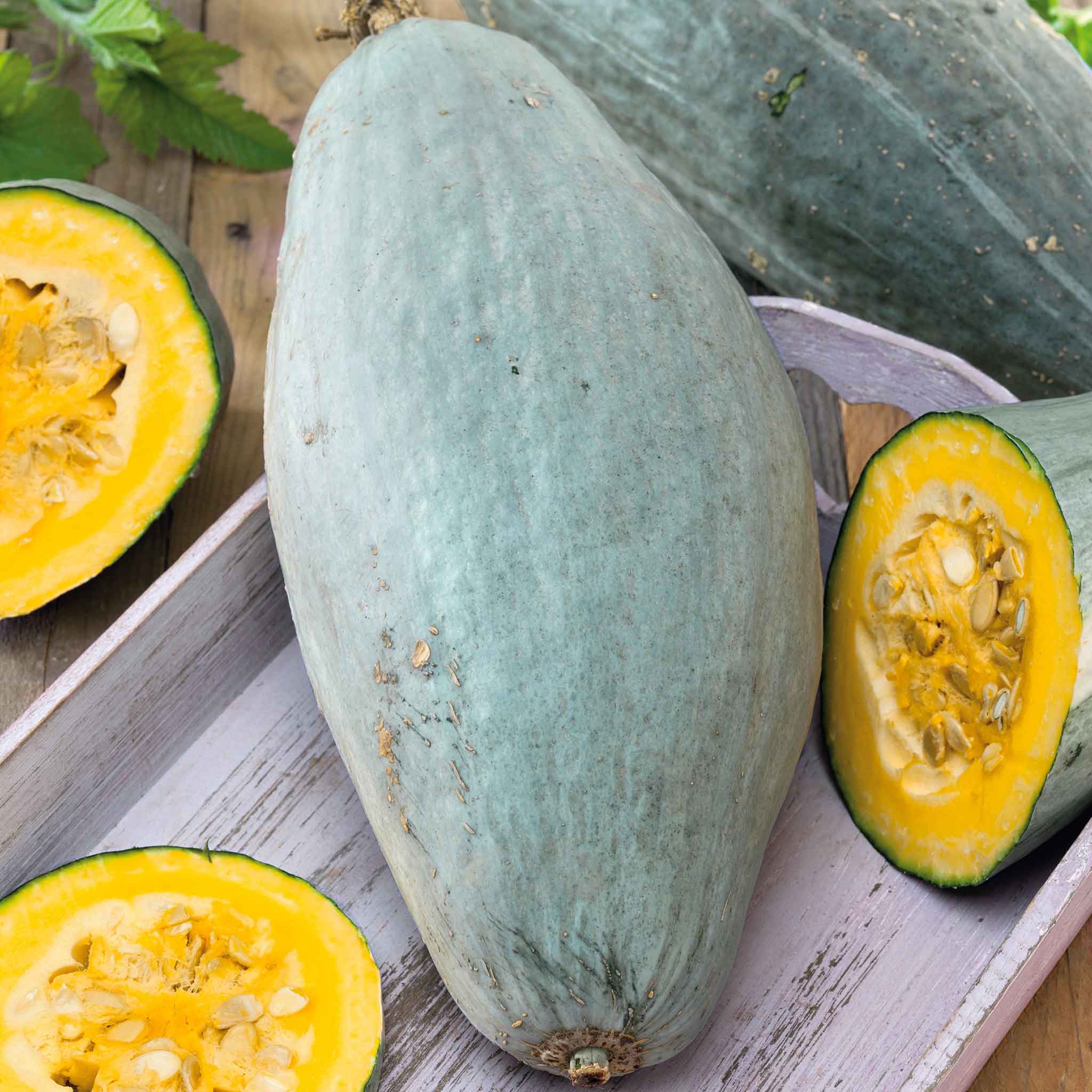 Winter Squash Seeds - Guatemalan Blue