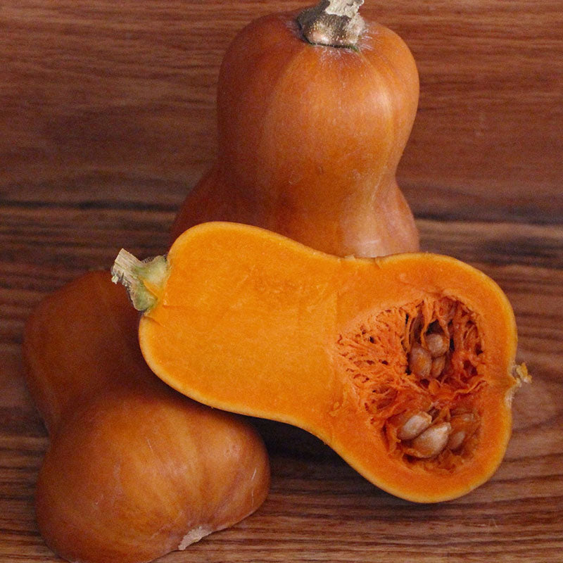 Winter Squash Seeds - Honeynut