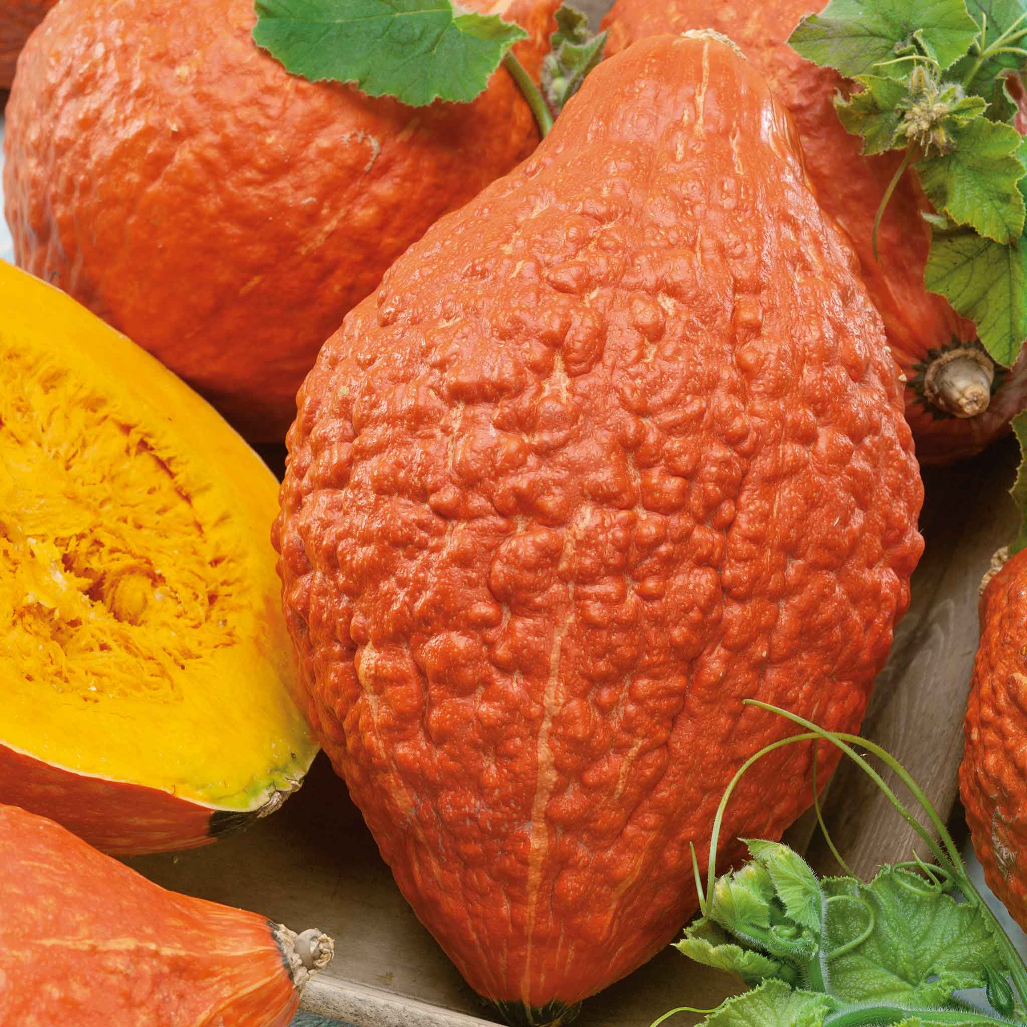 Winter Squash Seeds - Hubbard Golden