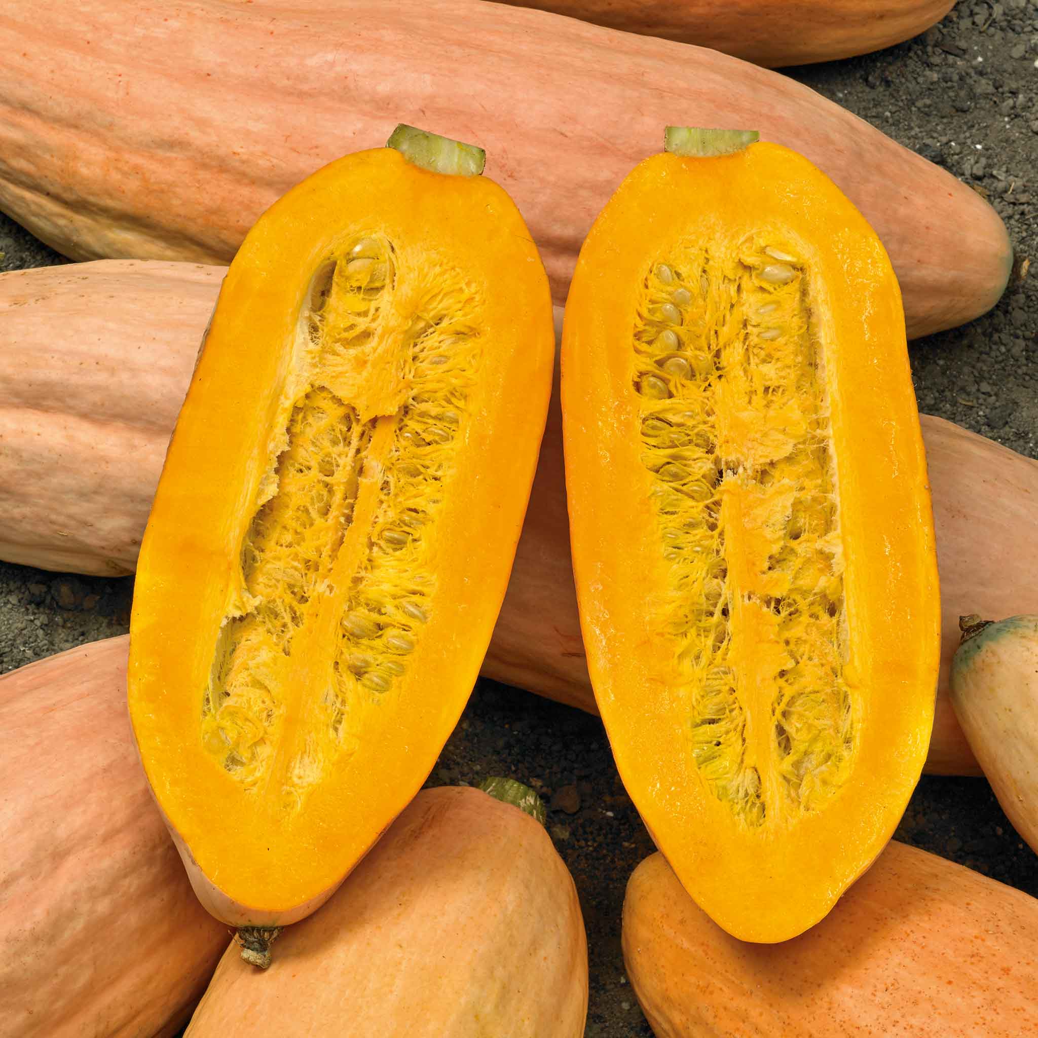 Winter Squash Seeds - Pink Banana Jumbo