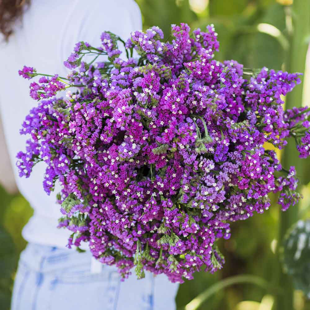 Statice Seeds - Twilight