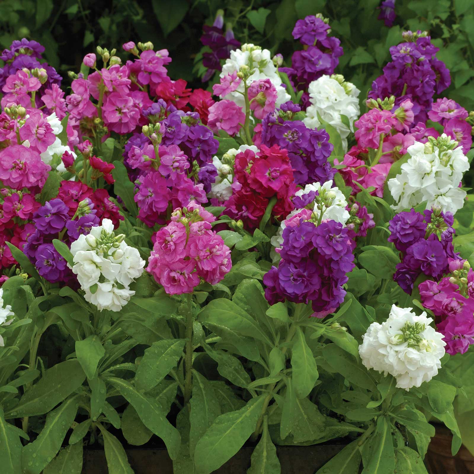 Stock Seeds - Hot Cakes Formula Mix