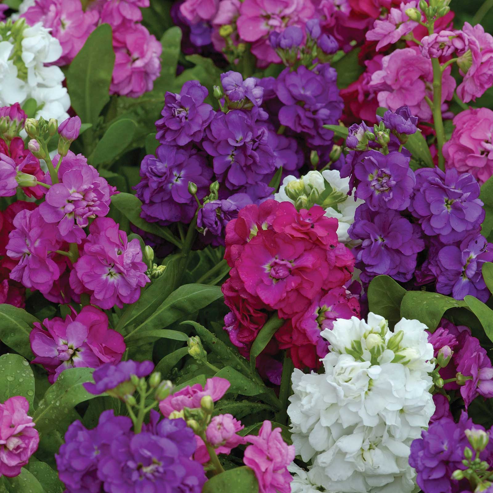 Stock Seeds - Hot Cakes Formula Mix