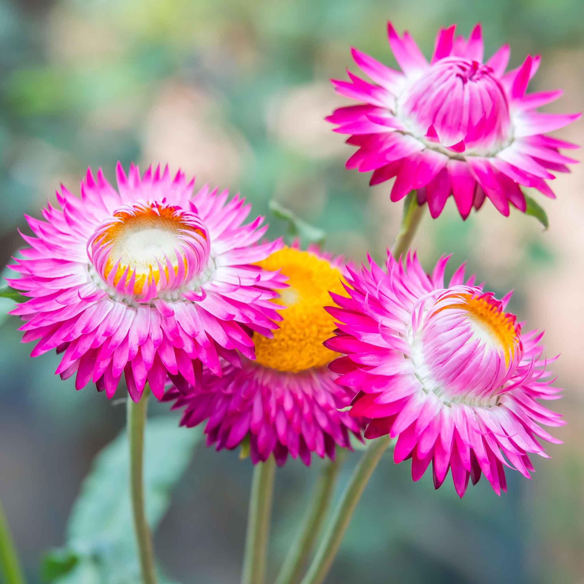 Strawflower Seeds - Bright Rose
