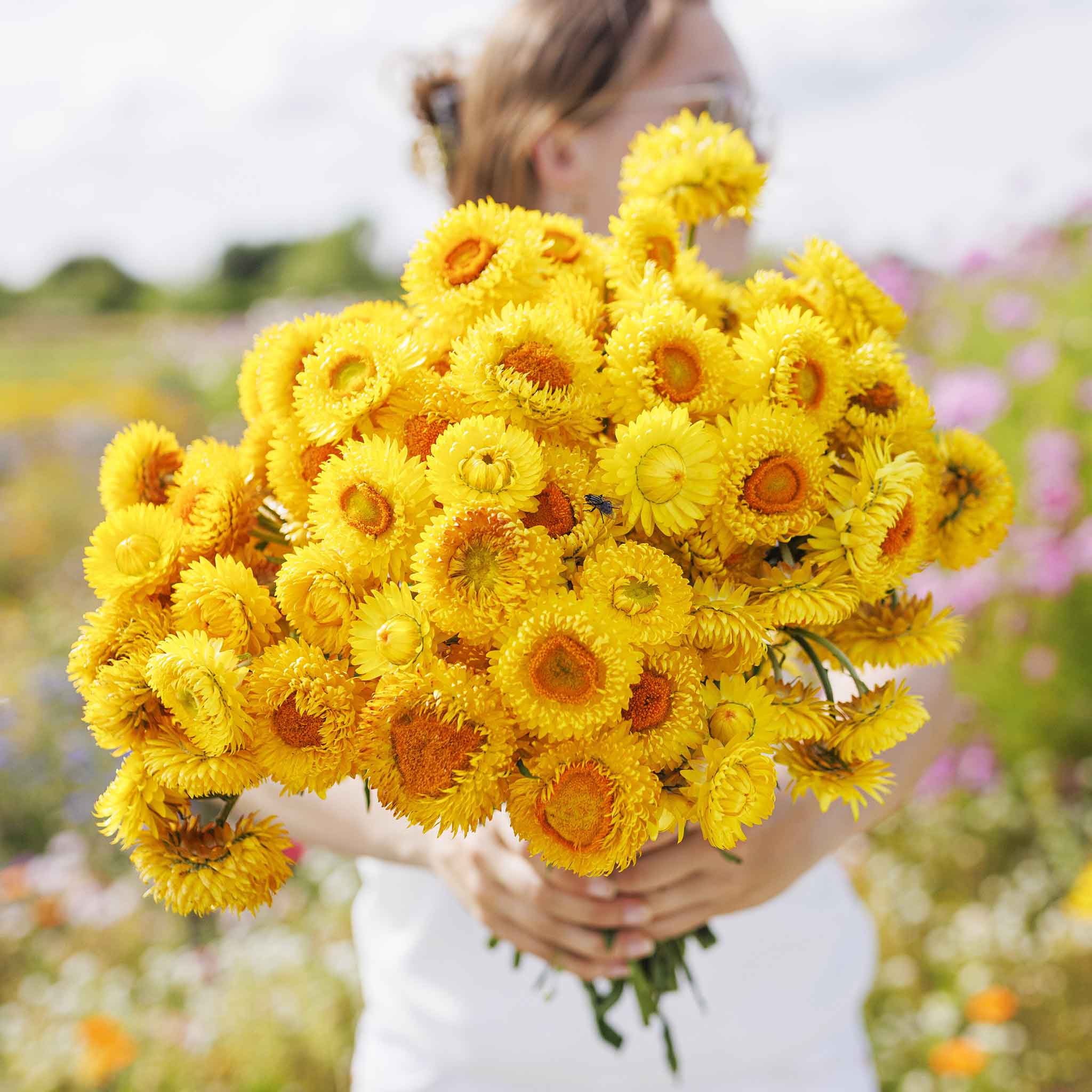 Strawflower Seeds - Golden Yellow