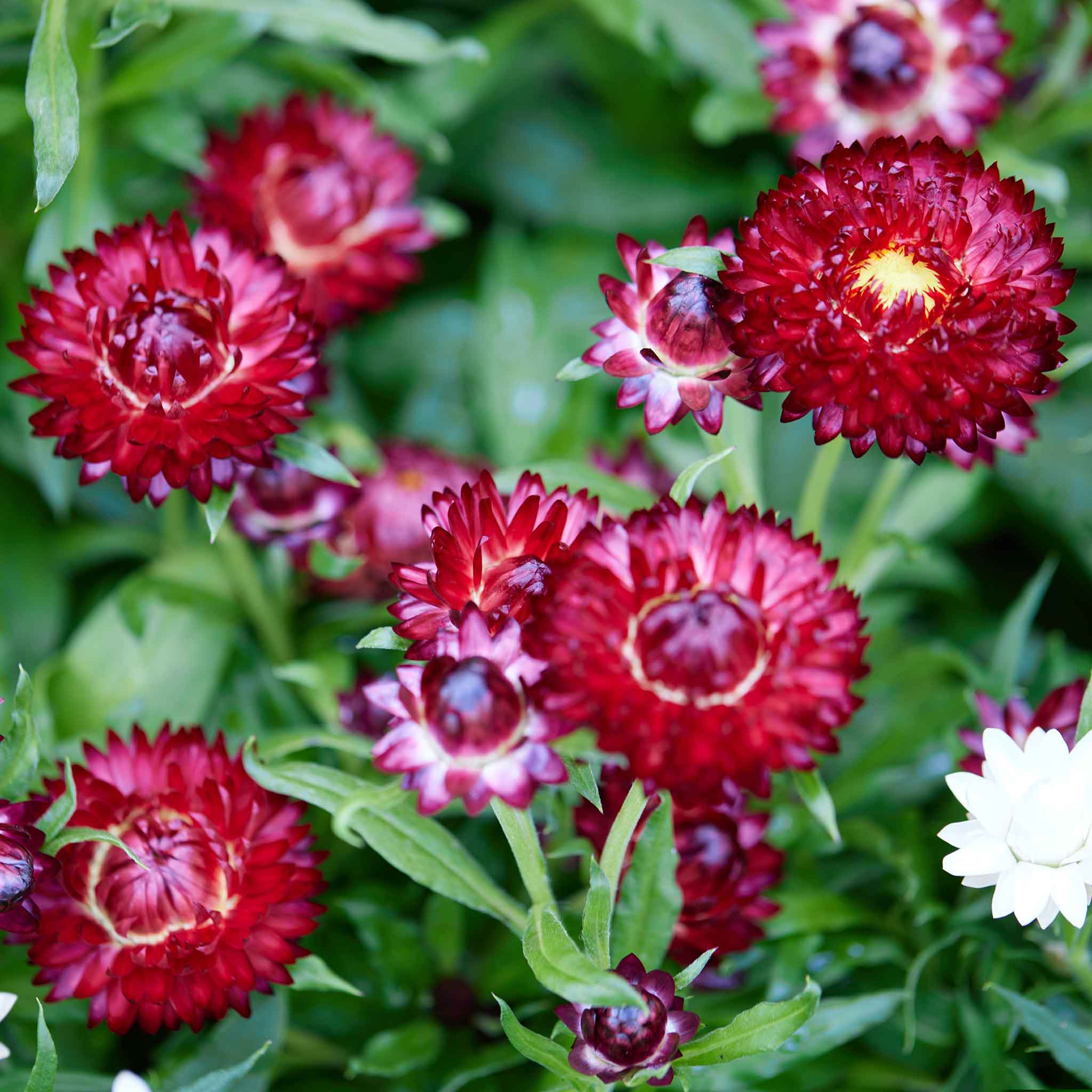 Strawflower Seeds - Purple Red