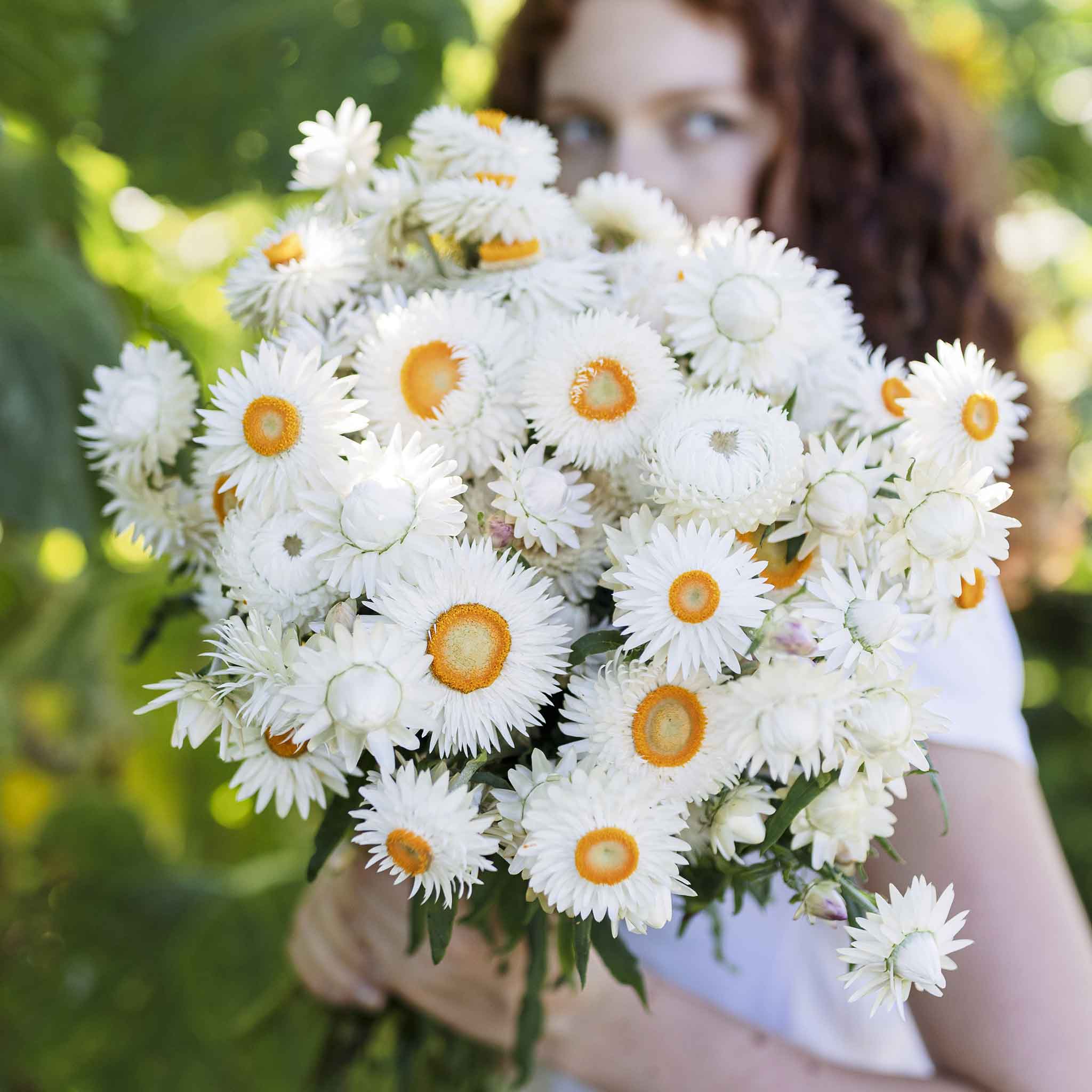 Strawflower Seeds - White