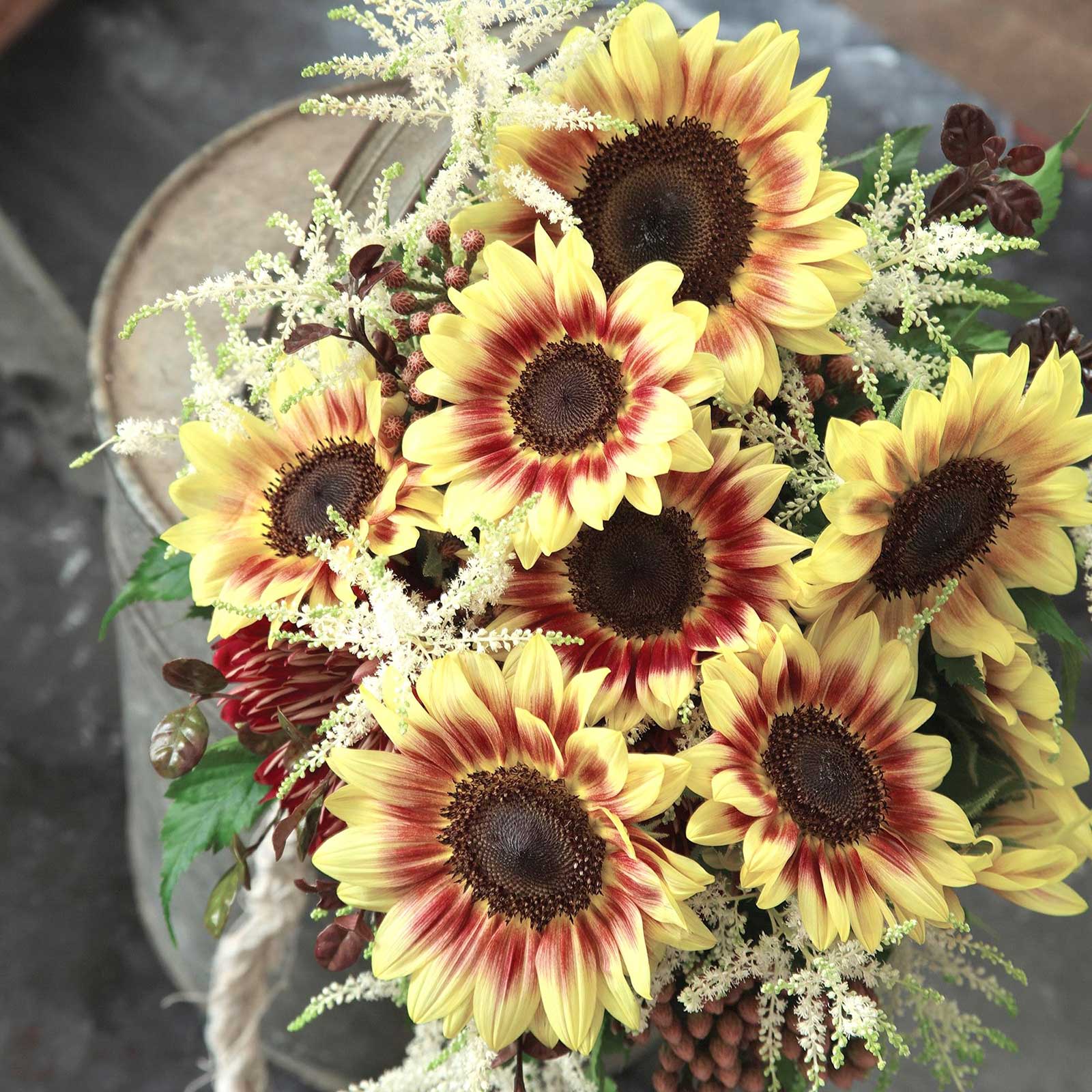 Sunflower Seeds - Marley