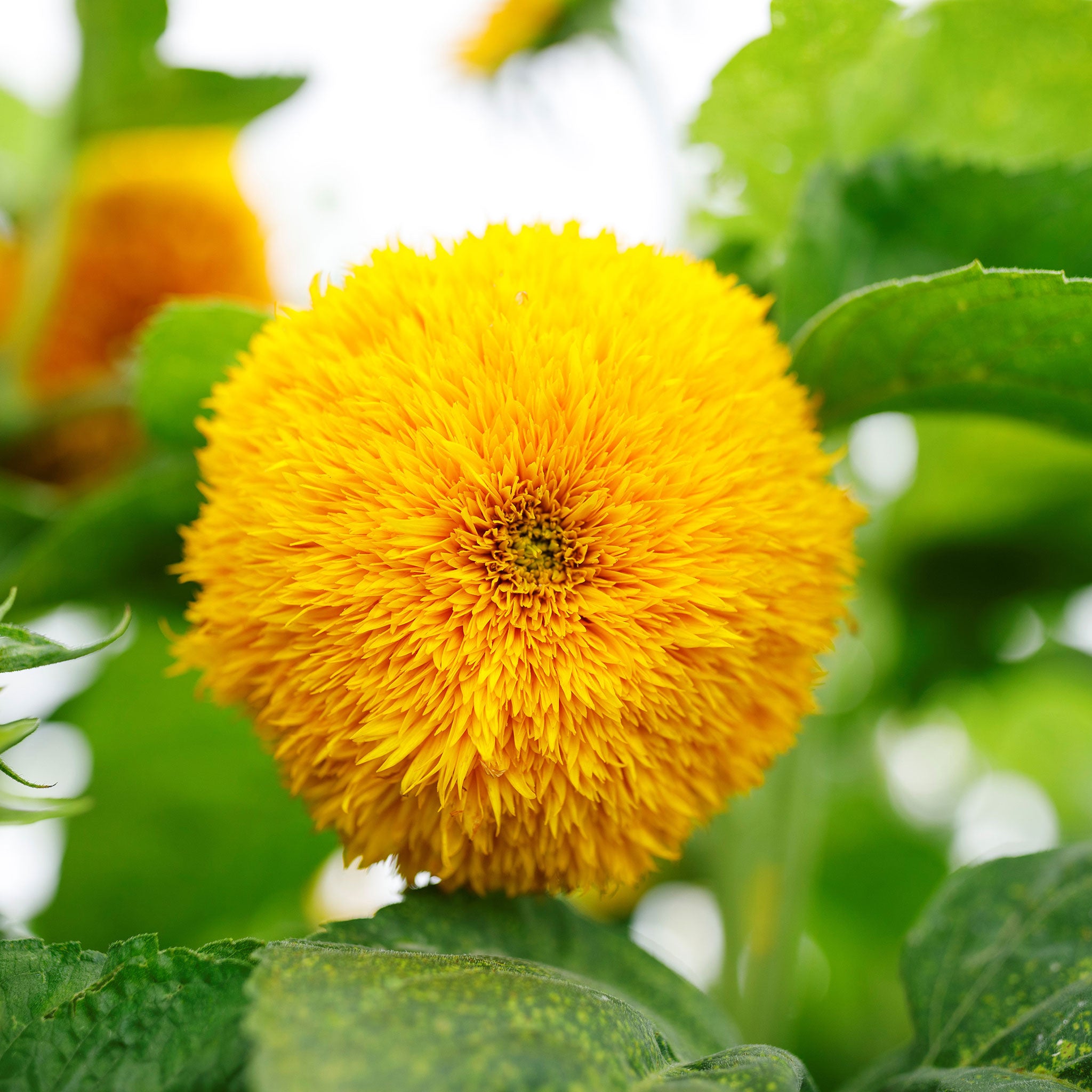 Sunflower Seeds - Sungold