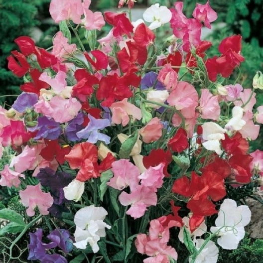 Sweet Pea Seeds - Bijou Mix