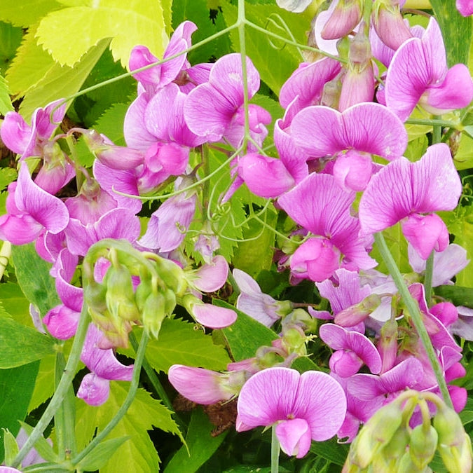 Everlasting Pea Seeds
