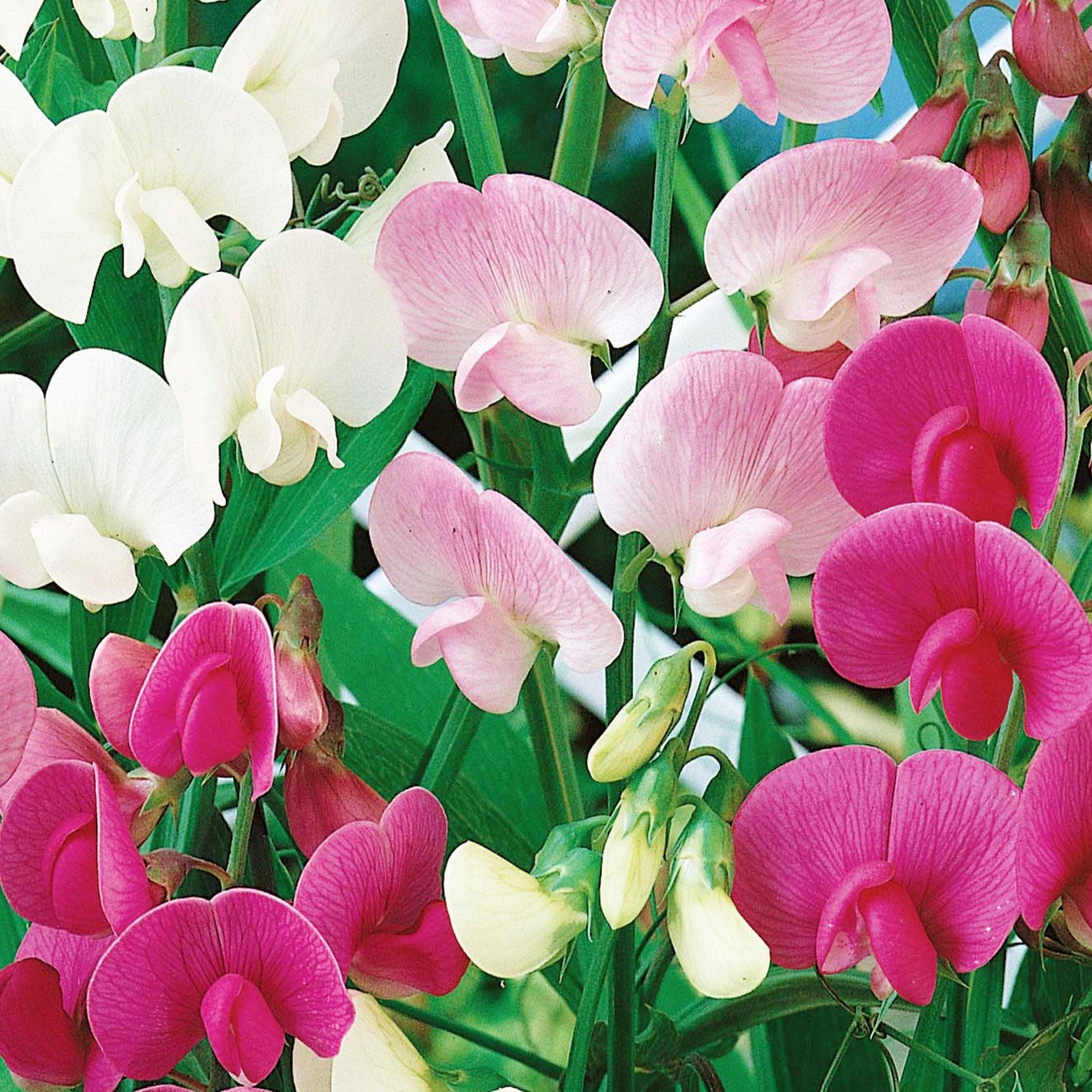 Everlasting Pea Seeds - Mixed