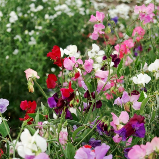 Sweet Pea Seeds - Knee-High Mix