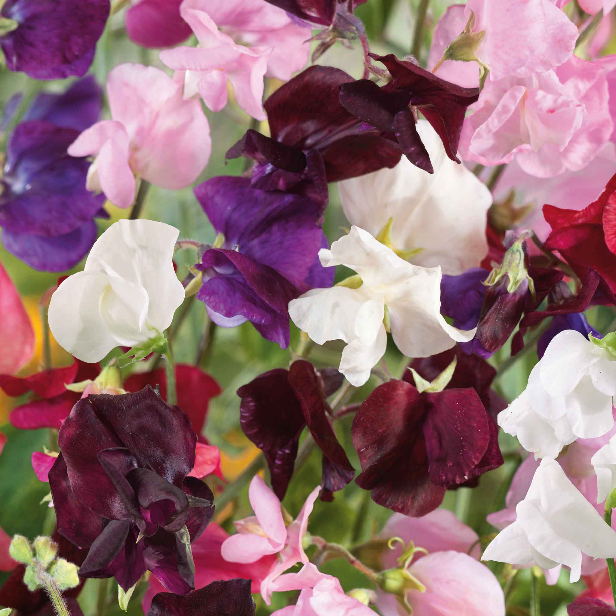 Sweet Pea Seeds - Old Spice Mix