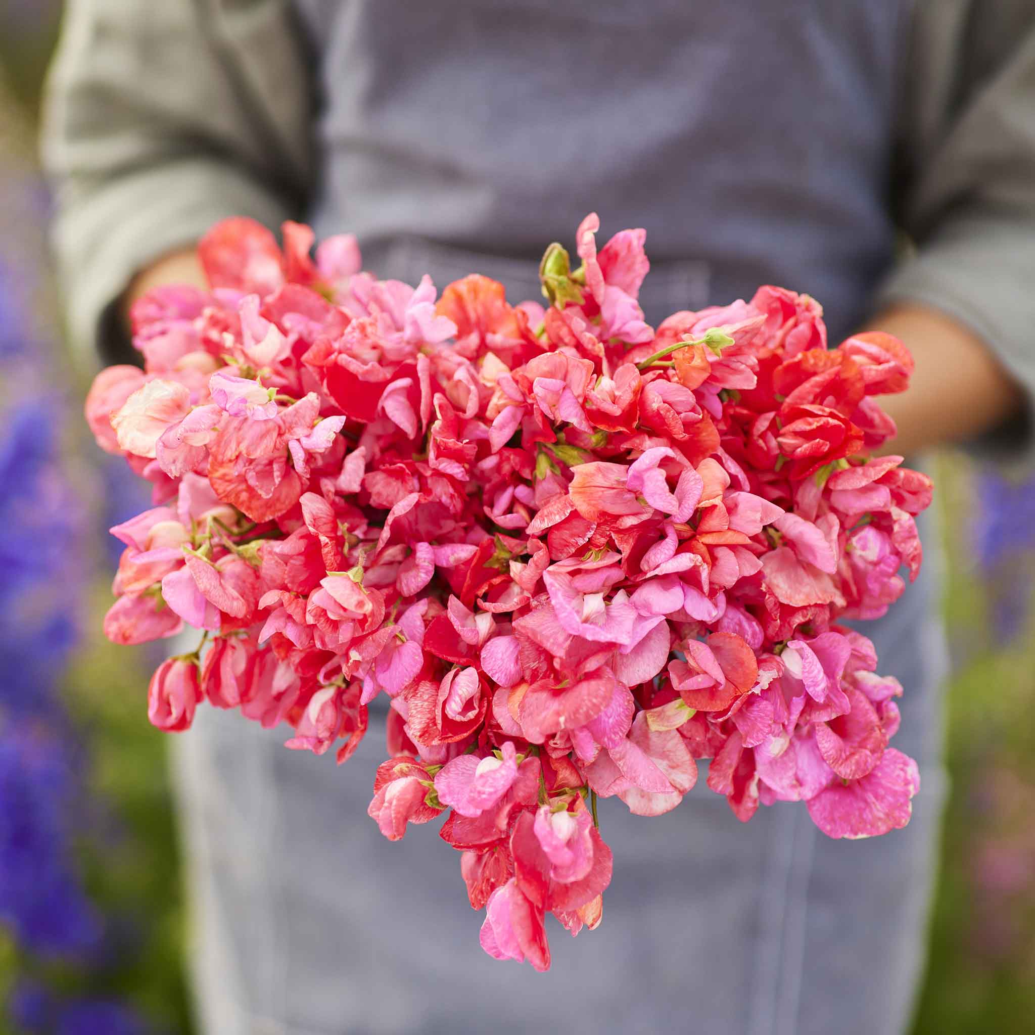 Sweet Pea Seeds - Prince of Orange