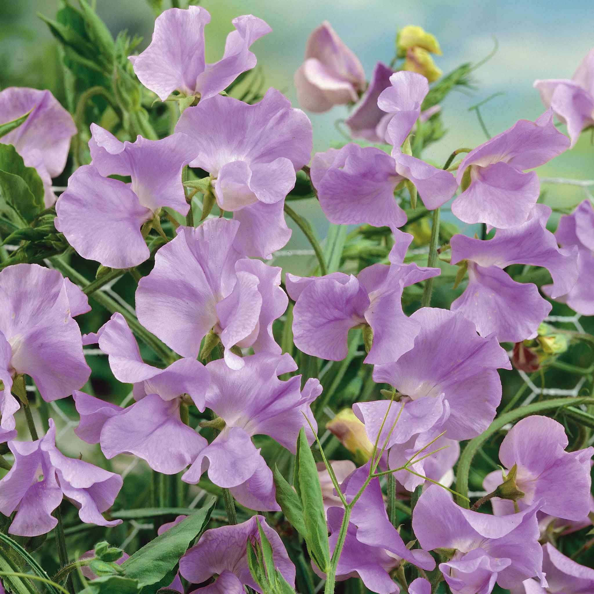 Sweet Pea Seeds - Royal Lavender