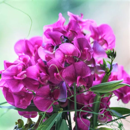 Sweet Pea Seeds - Royal Maroon