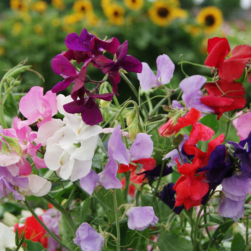 Sweet Pea Seeds - Royal Mix
