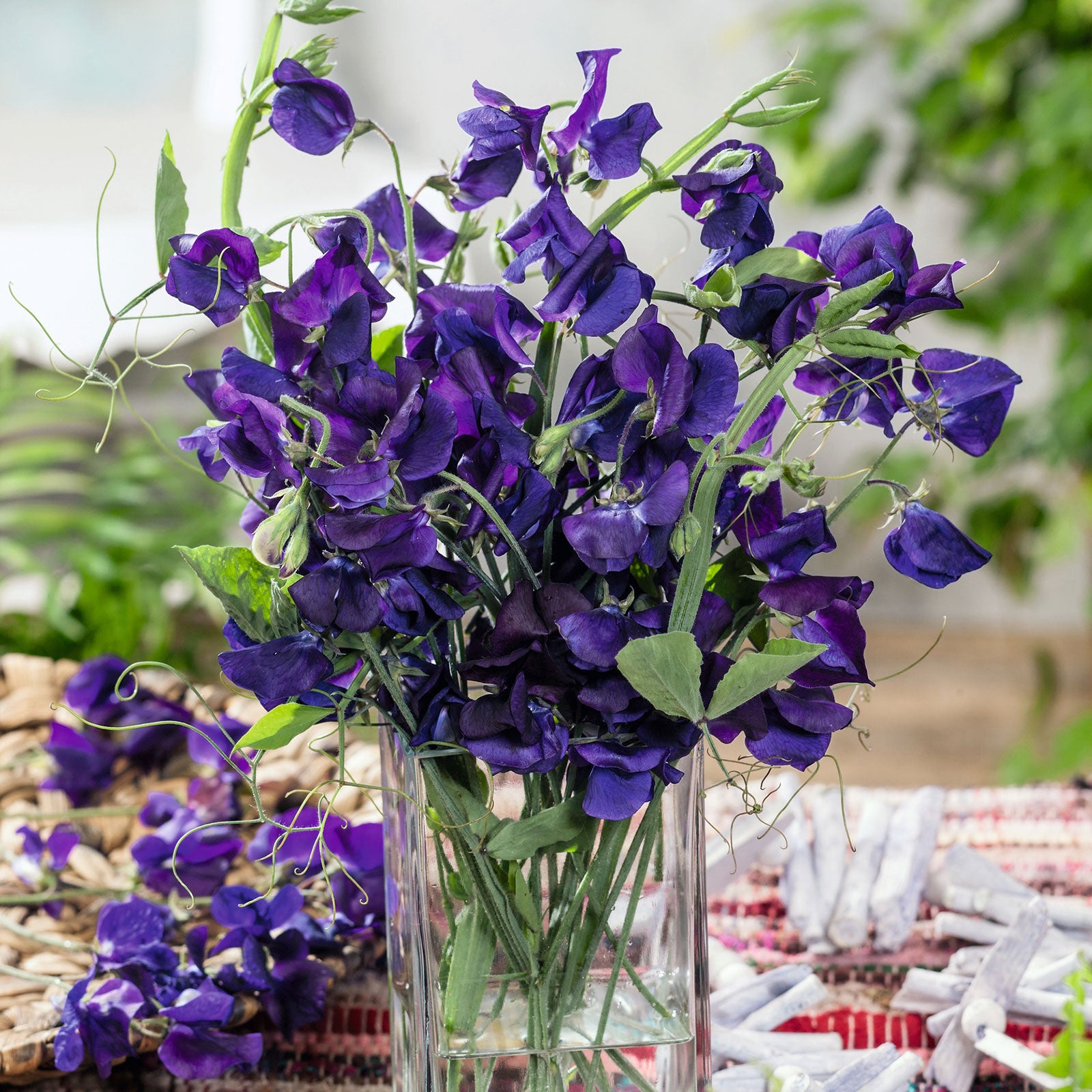 Sweet Pea Seeds - Royal Navy Blue